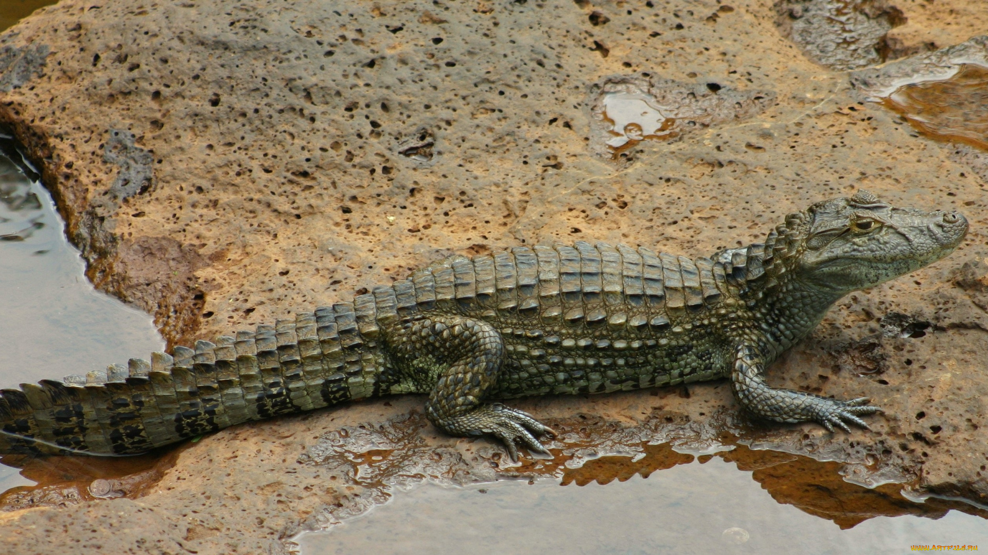 животные, крокодилы, крокодил