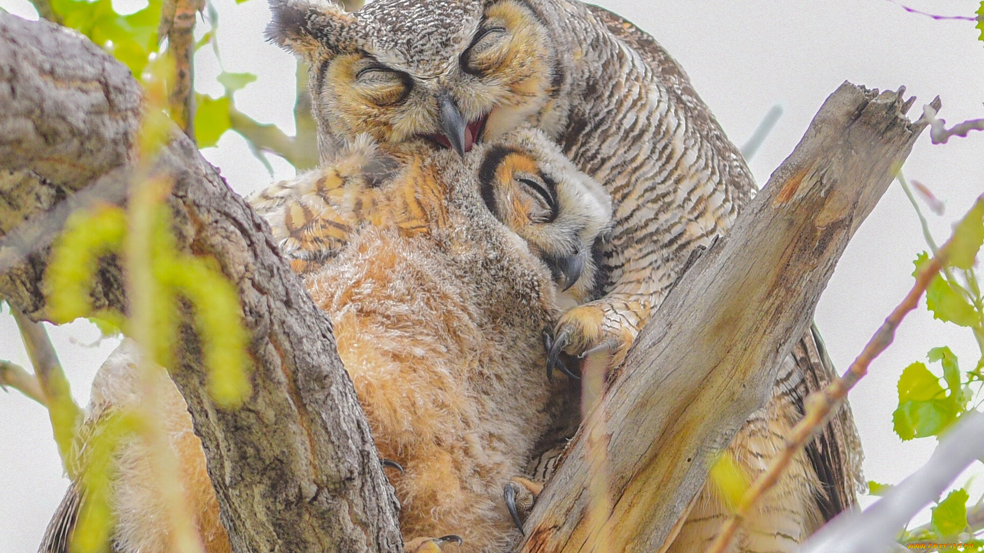 животные, совы, виргинский, филин, ветки, материнская, любовь, птенец, птицы