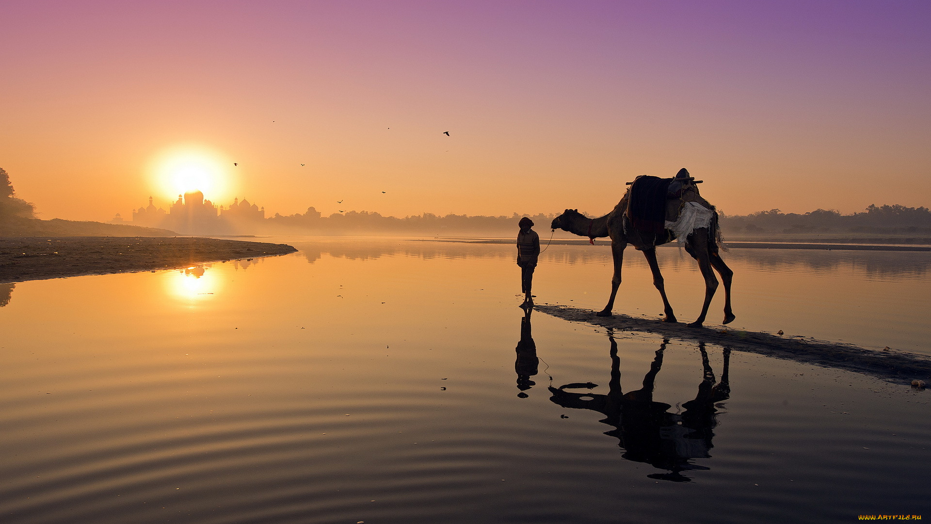 животные, верблюды, закат, пейзаж, верблюд, река