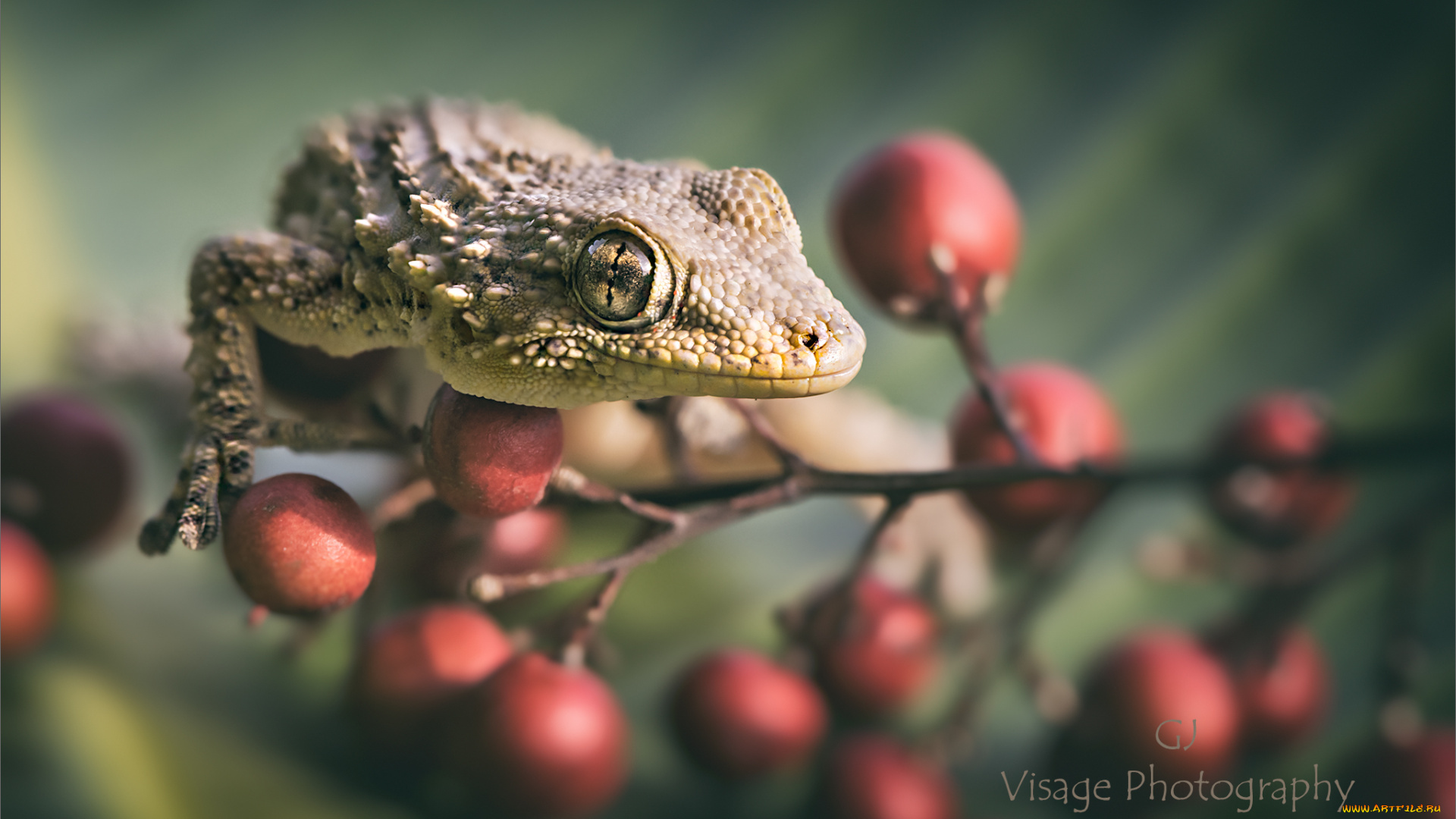 животные, Ящерицы, , игуаны, , вараны, ветка, с, ягодами, геккон