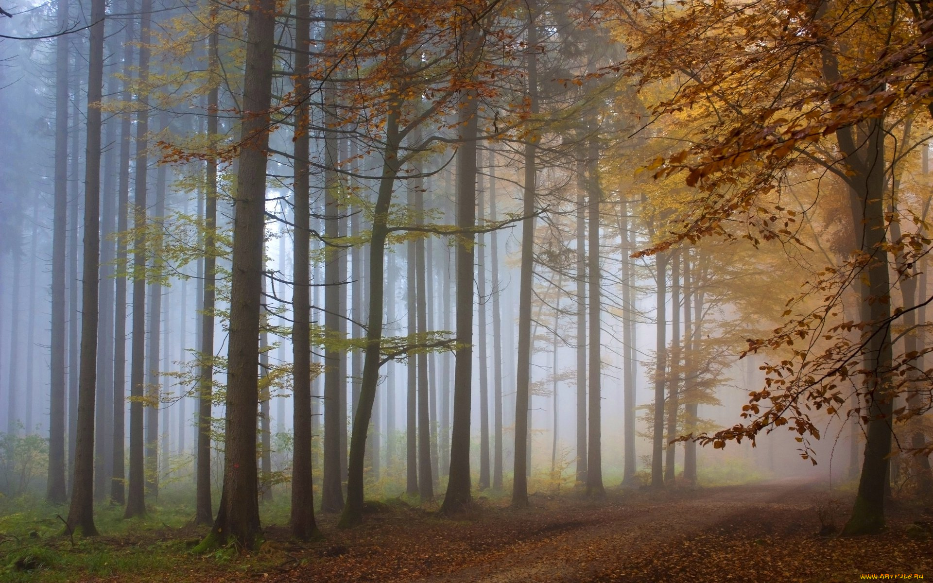 природа, лес, осень, туман