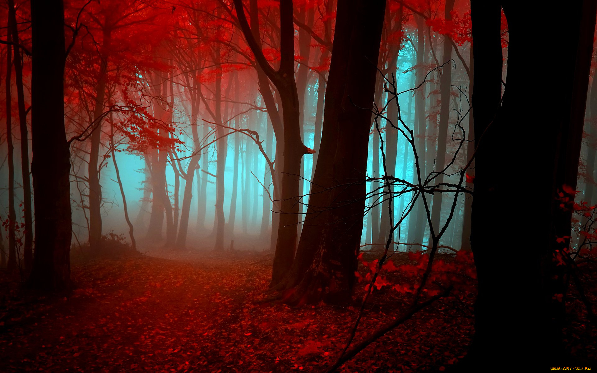 природа, лес, туман, осень