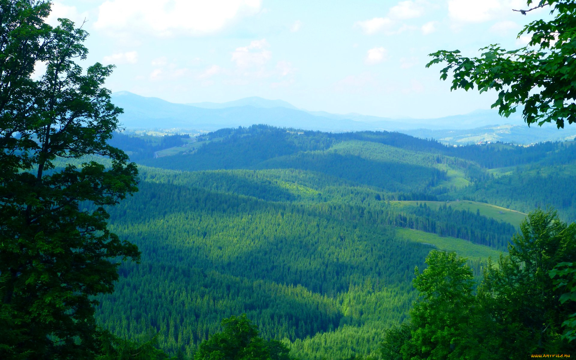 природа, пейзажи, лес, облака
