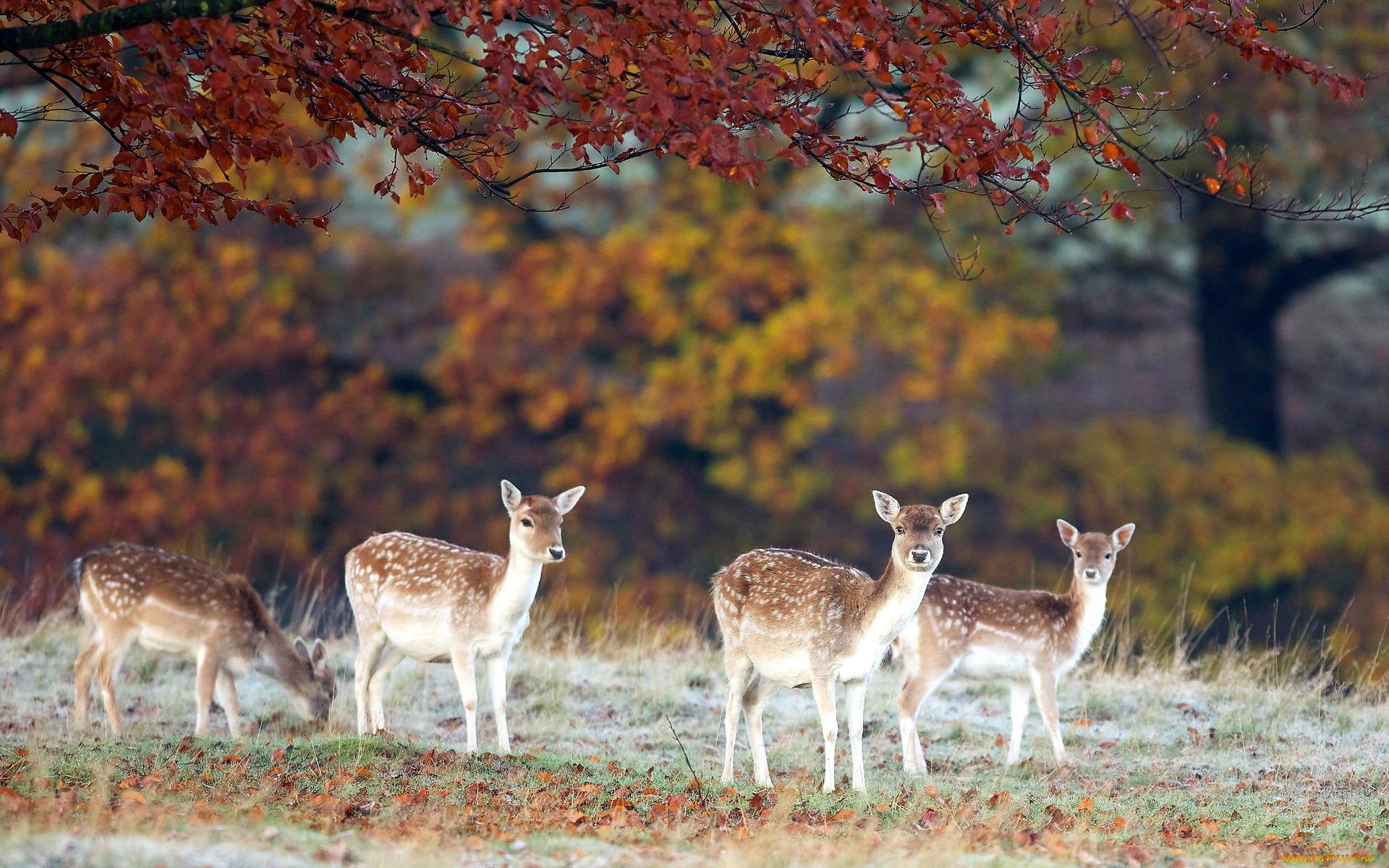 животные, олени, поляна, осень, стадо, пятнистые