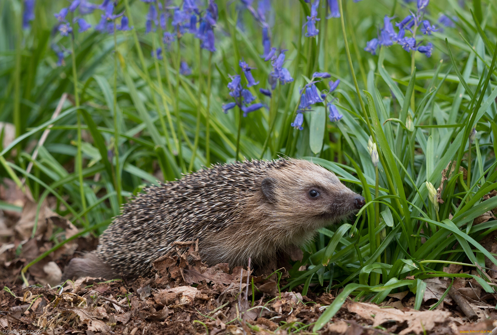 животные, ежи, колокольчики, цветы, ёж, ёжик