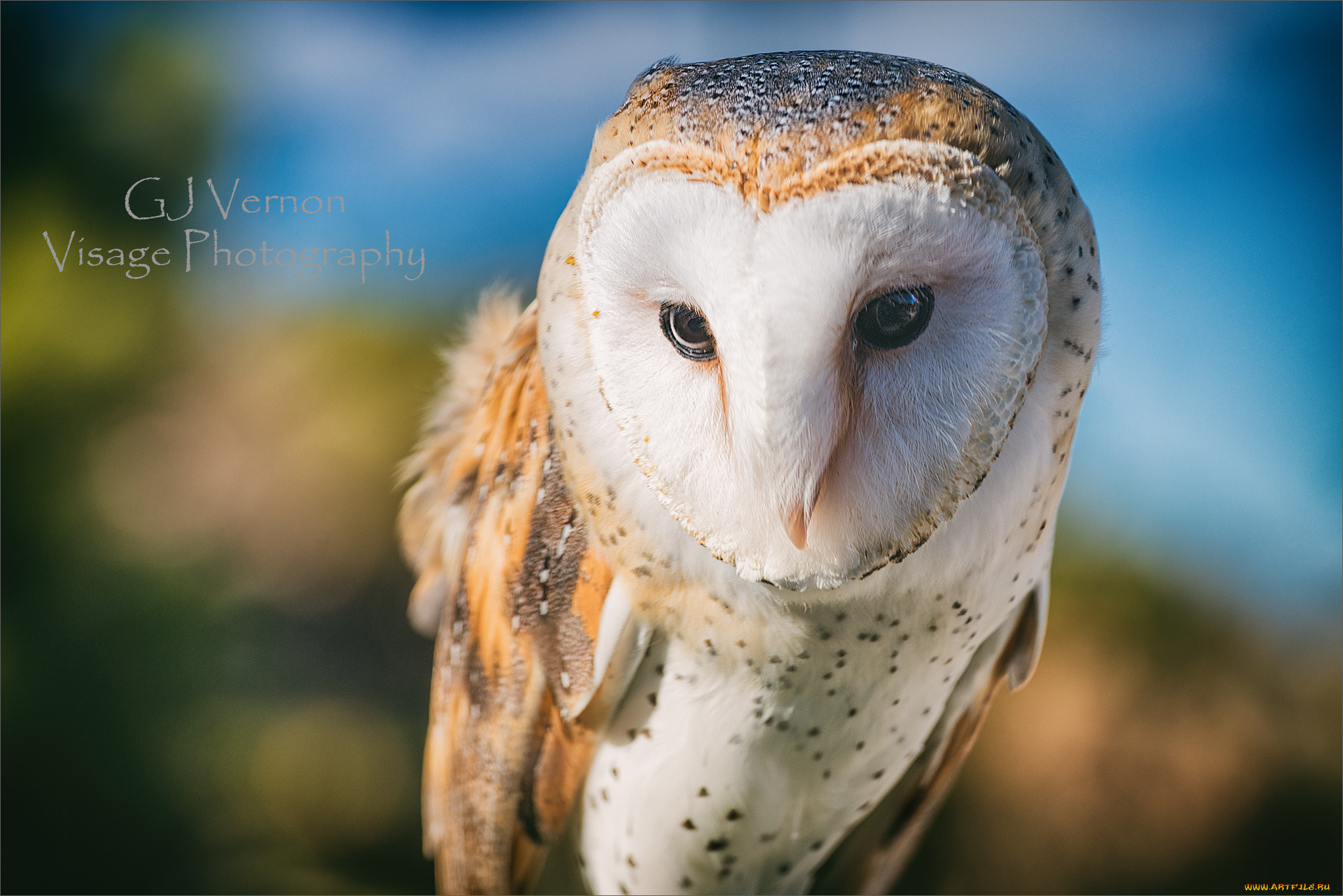 животные, совы, птица, сова