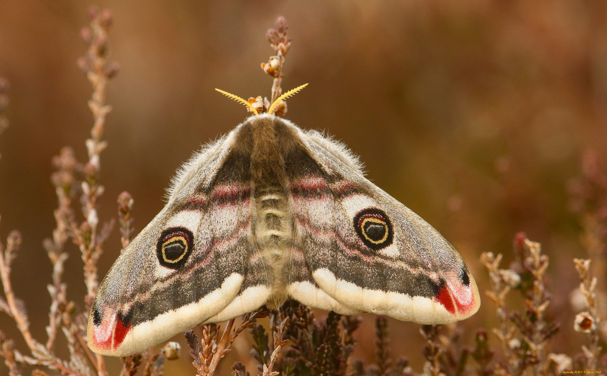 животные, бабочки, , мотыльки, , моли, павлиноглазка, бабочка, макро