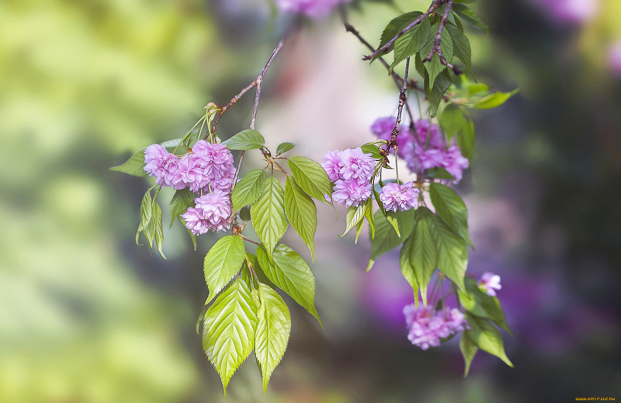 цветы, сакура, , вишня, вишня, ветки, цветки, листья, цветение, макро, боке