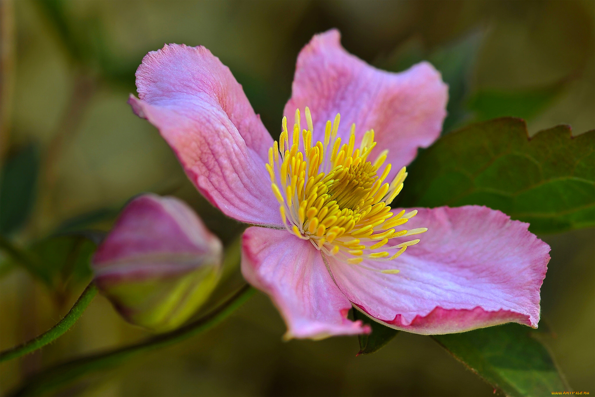 цветы, клематис, , ломонос, клематис, лепестки, бутон, макро