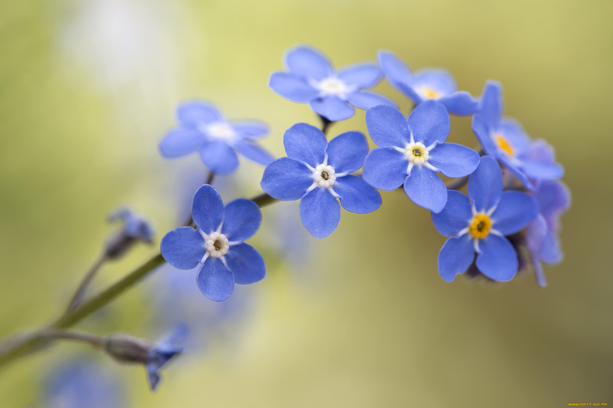 цветы, незабудки, боке, макро