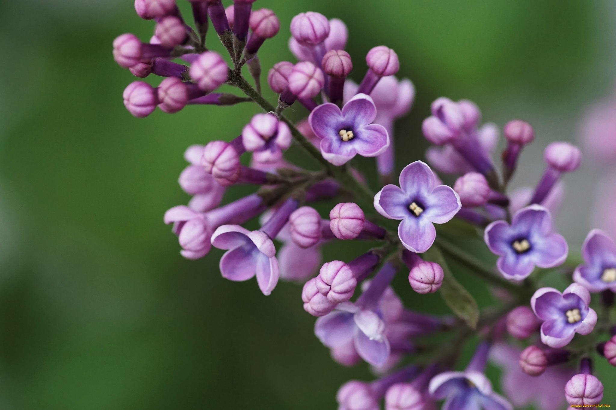 цветы, сирень, макро, соцветие