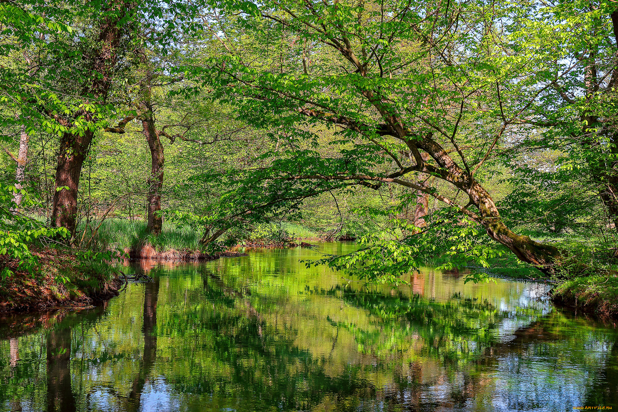 природа, реки, озера, лес, река