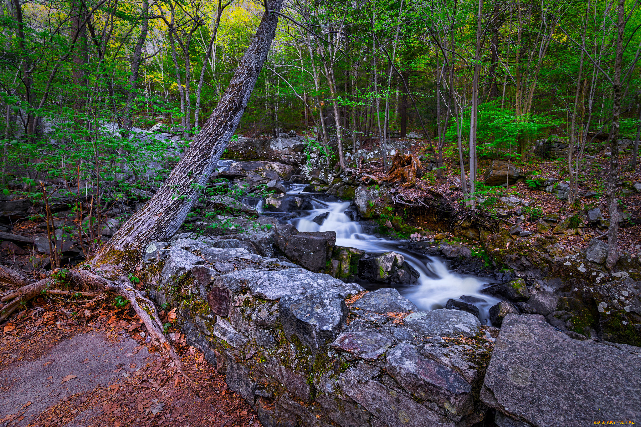 природа, реки, озера, река, лес