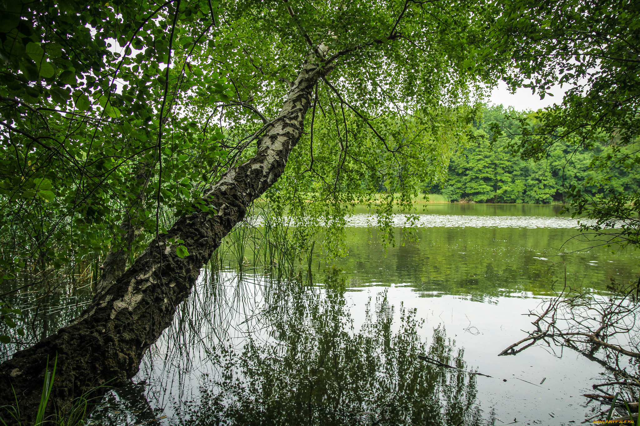 природа, реки, озера, река, лес