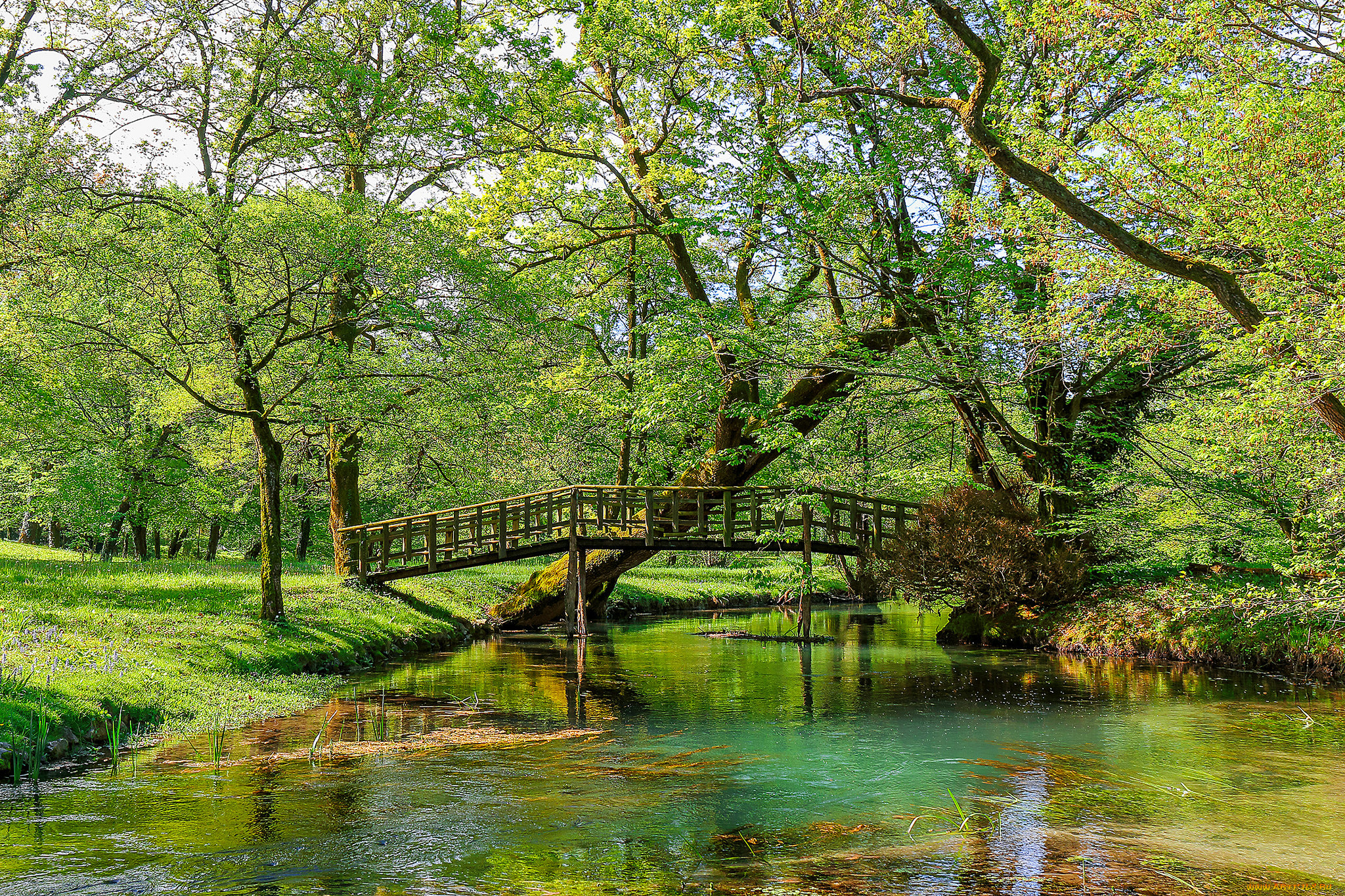 природа, реки, озера, река, лес