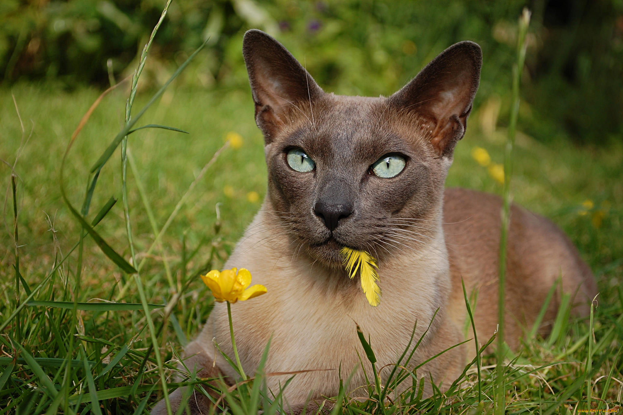 животные, коты, кошка, взгляд, пёрышко, трава, цветок