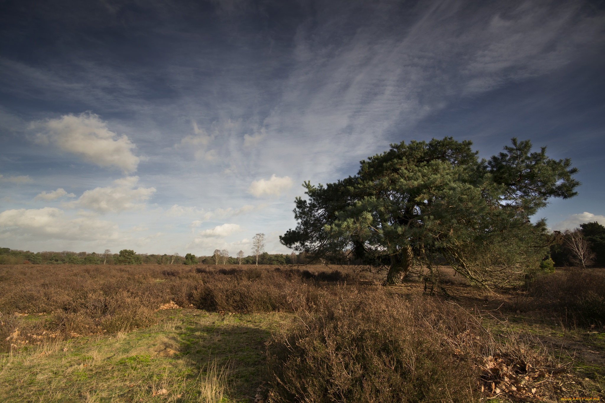 природа, деревья, дерево, поле