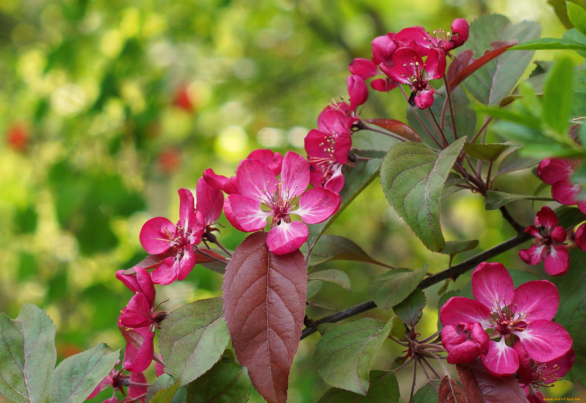 цветы, цветущие, деревья, , , кустарники, весна, цветки, цветение, ветка