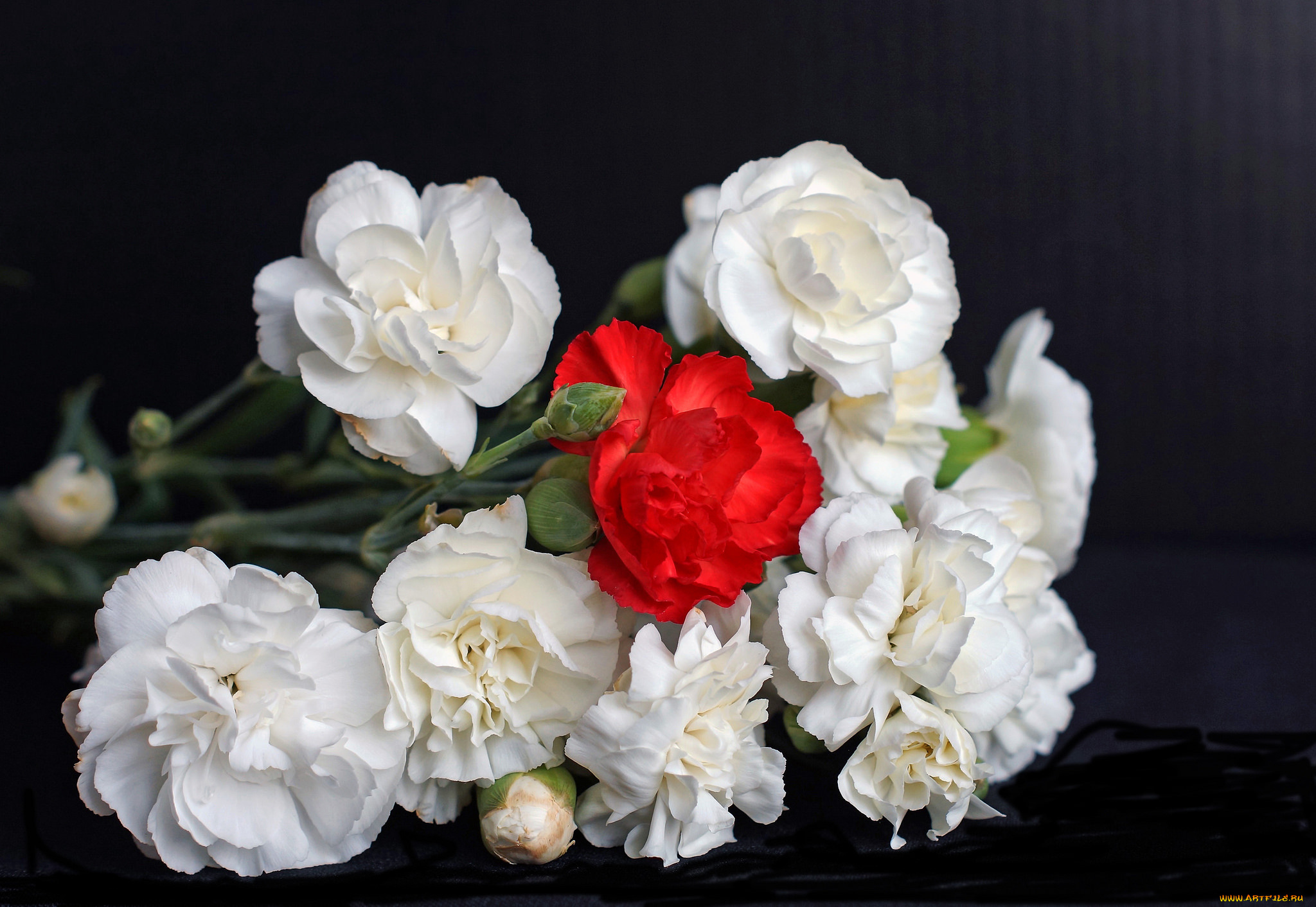 цветы, гвоздики, фон, букет