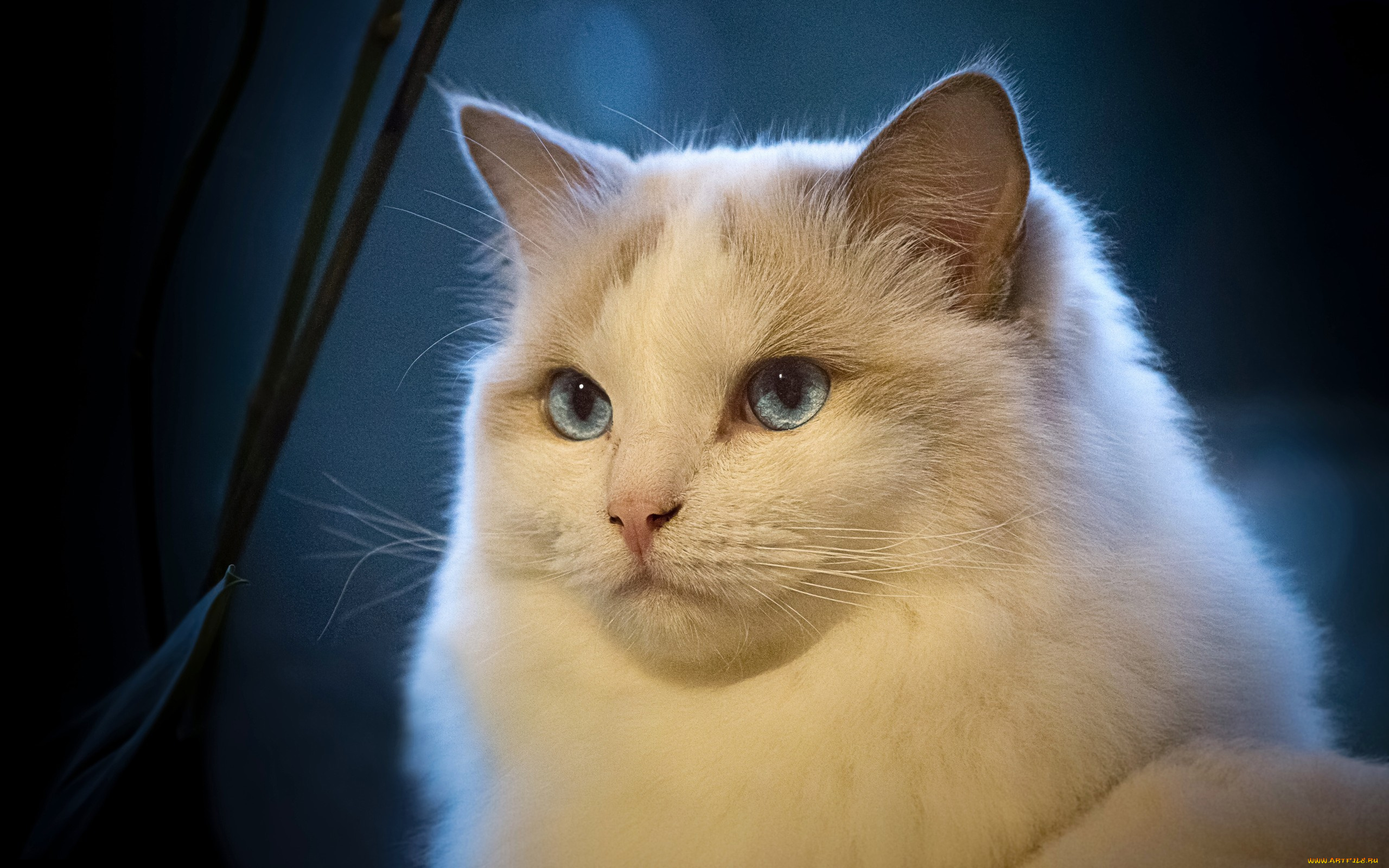 животные, коты, рэгдолл, кошка, красава, взгляд, портрет