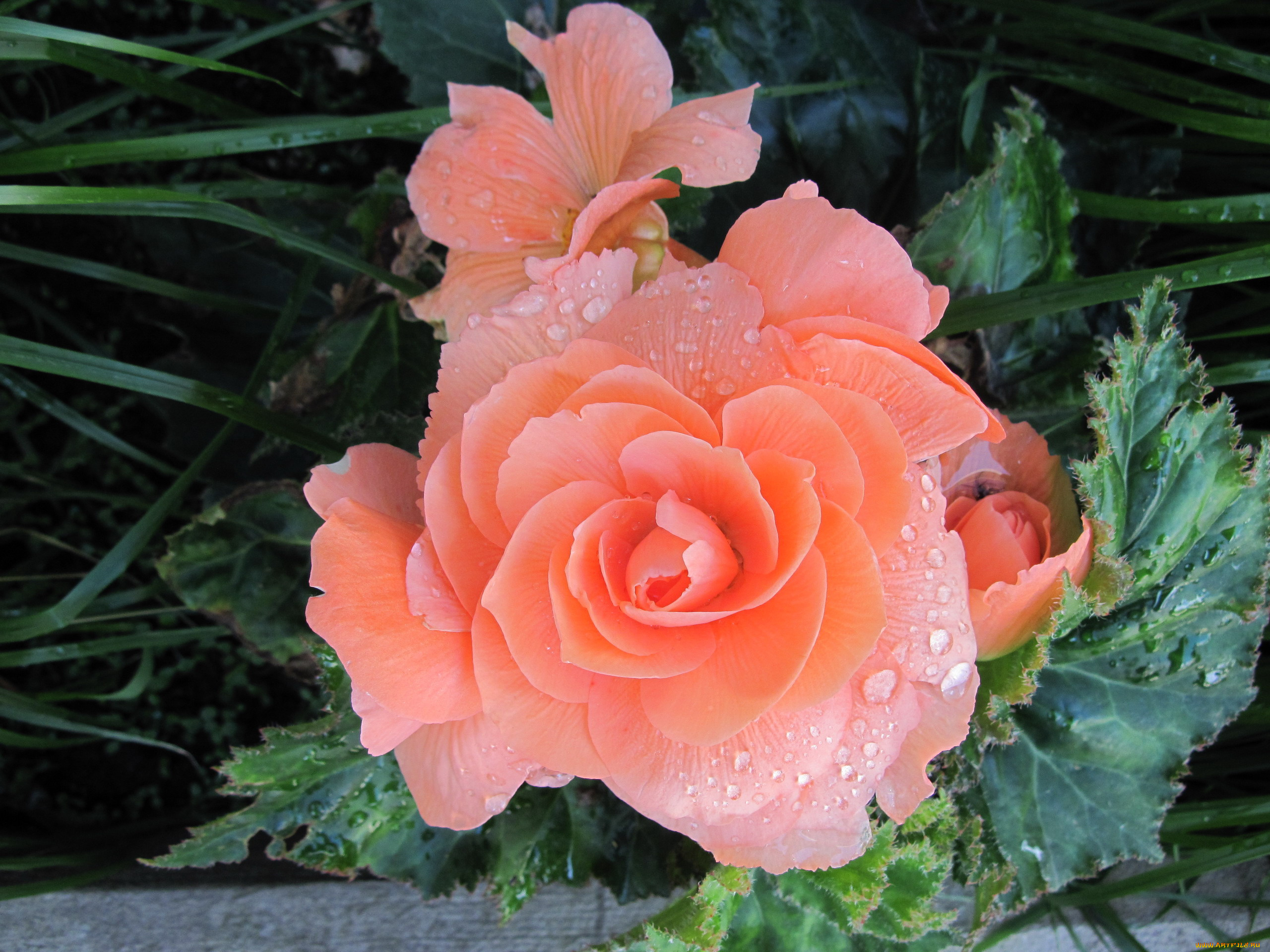 цветы, бегония, макро, капли