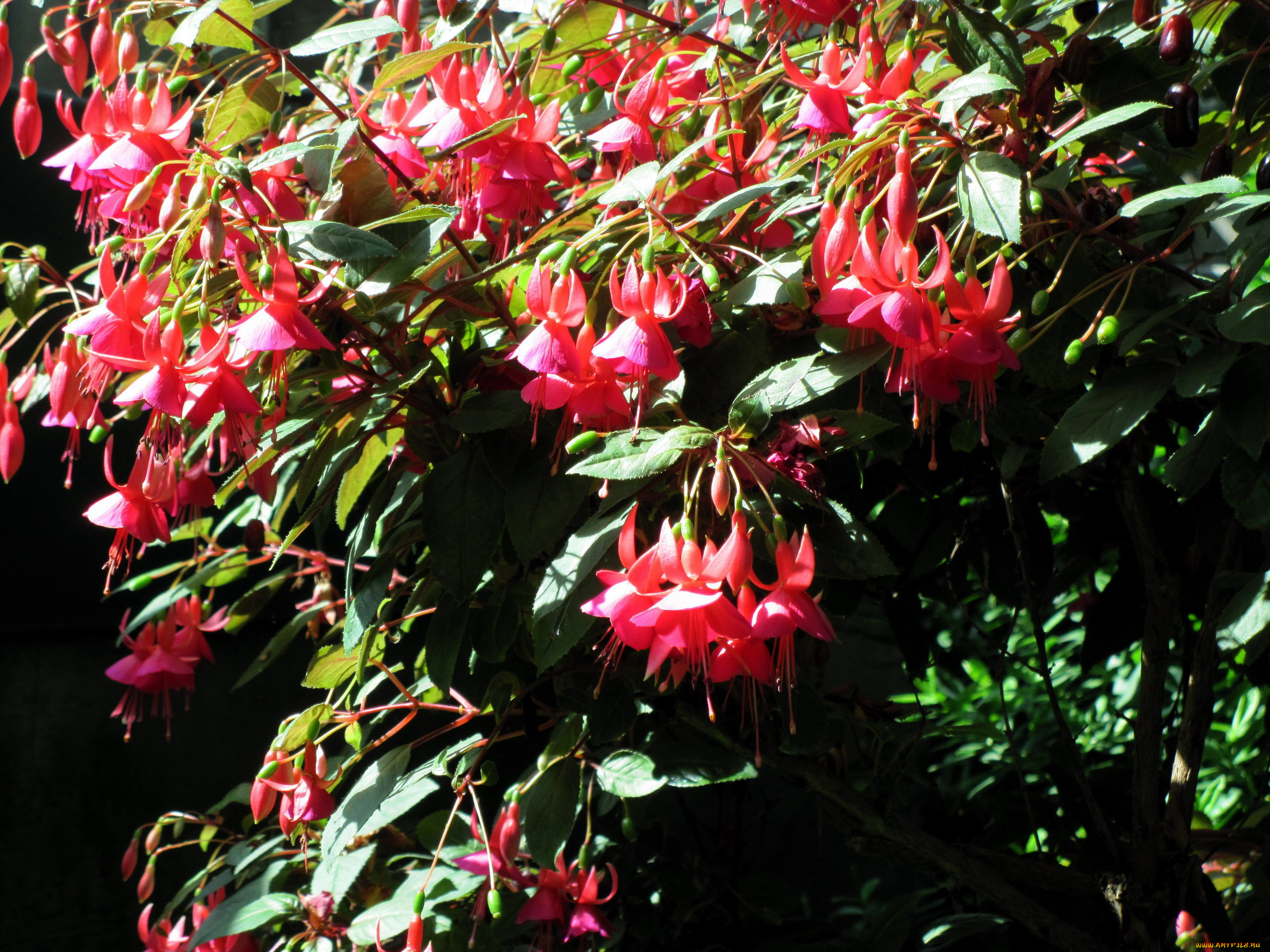 цветы, фуксия, куст