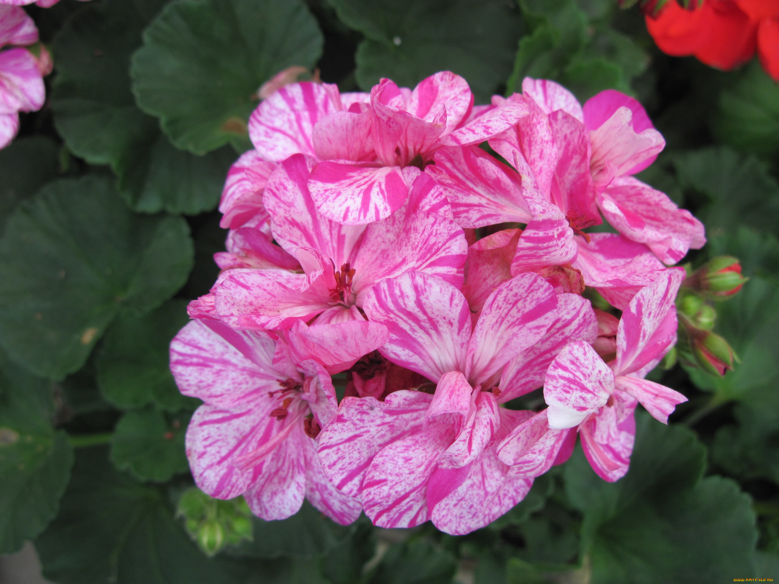 цветы, герань, пестрые