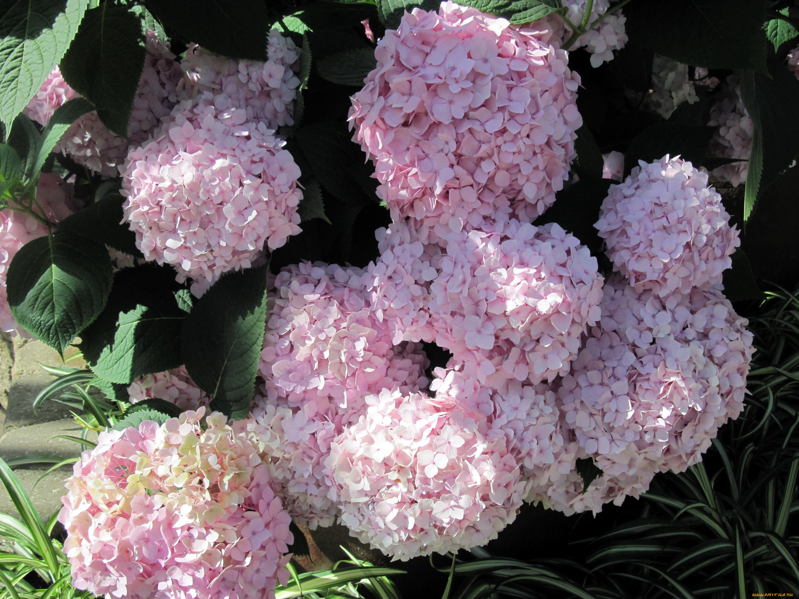 цветы, гортензия, розовый