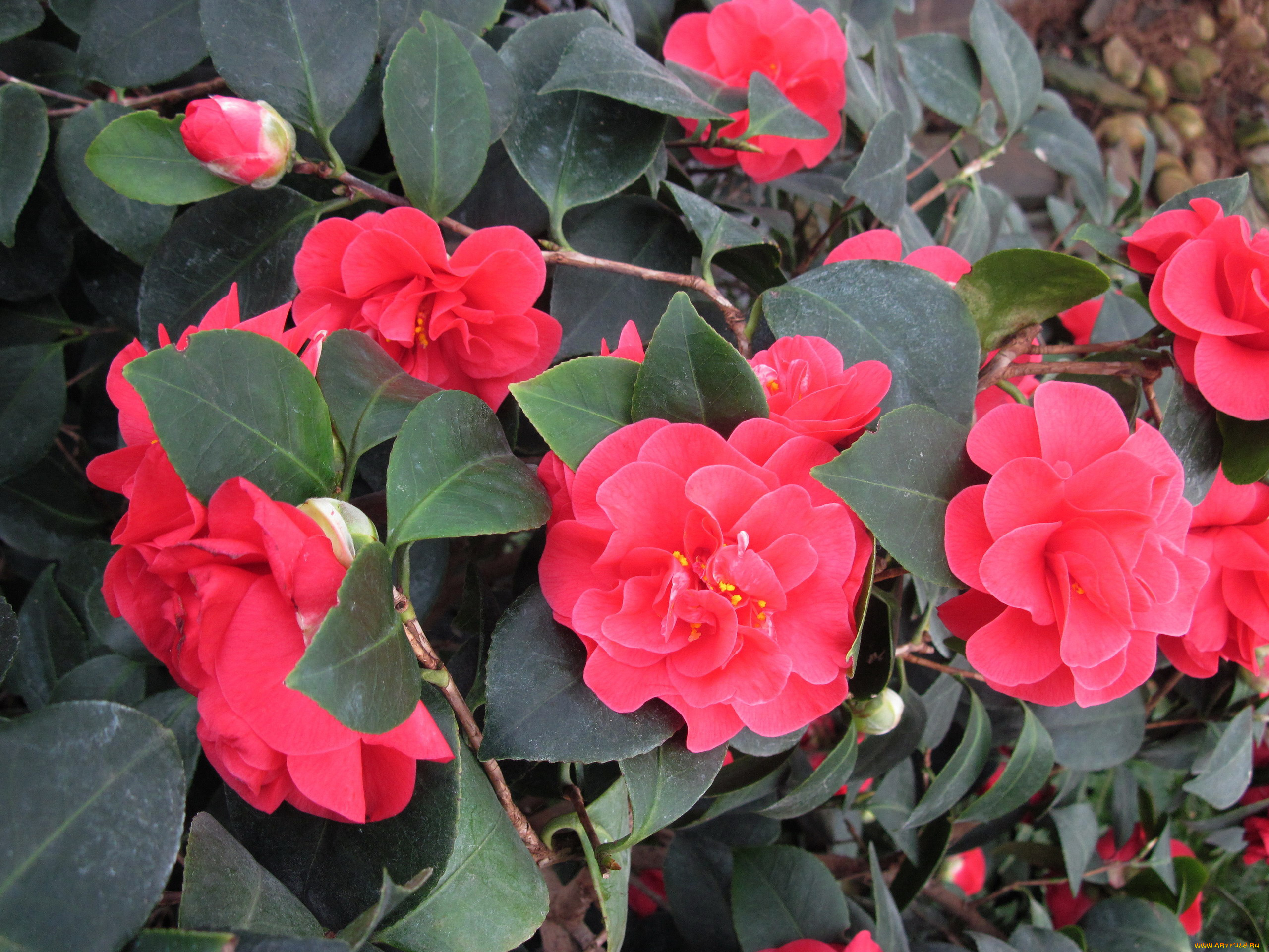 цветы, камелии, красный
