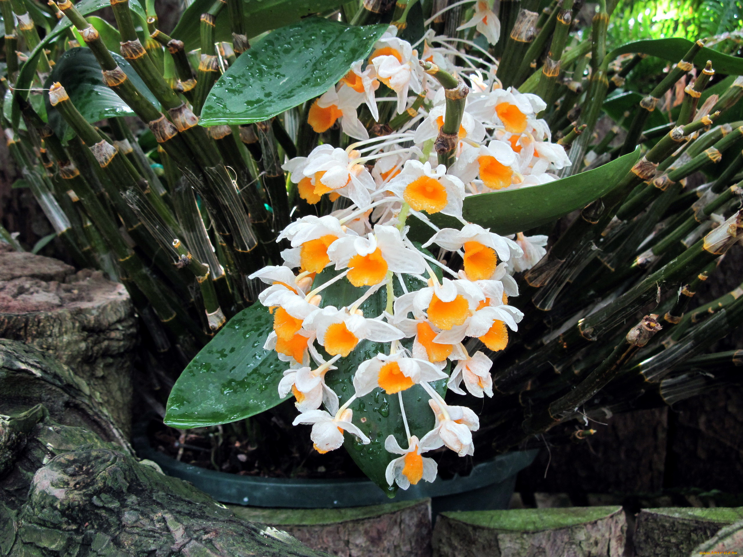 цветы, орхидеи, капли