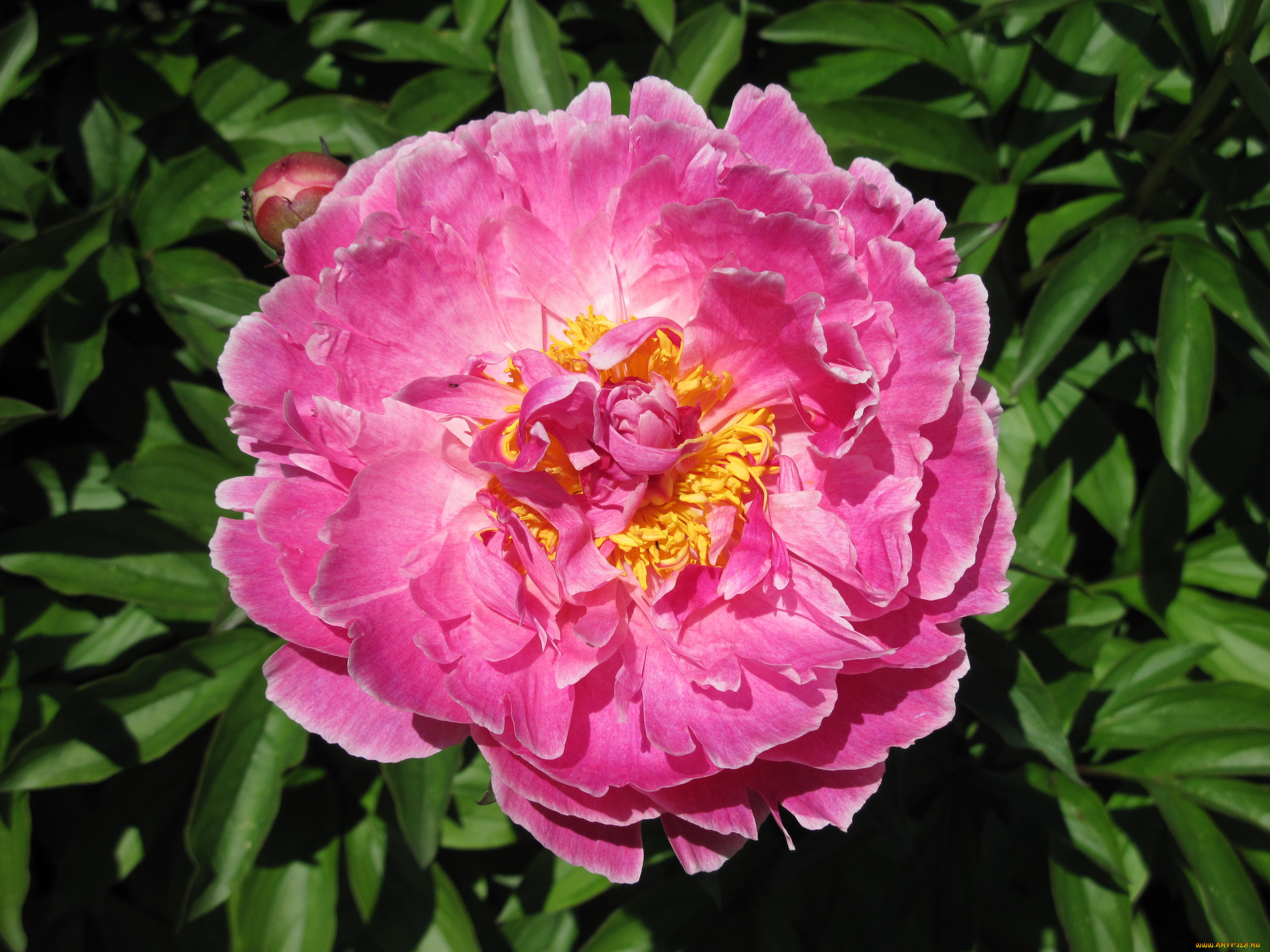 цветы, пионы, розовый