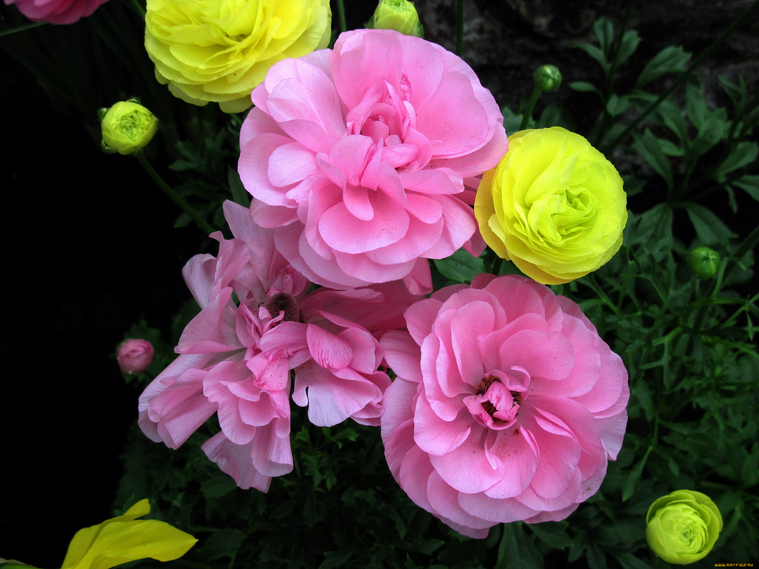 цветы, ранункулюс, , азиатский, лютик, розовый