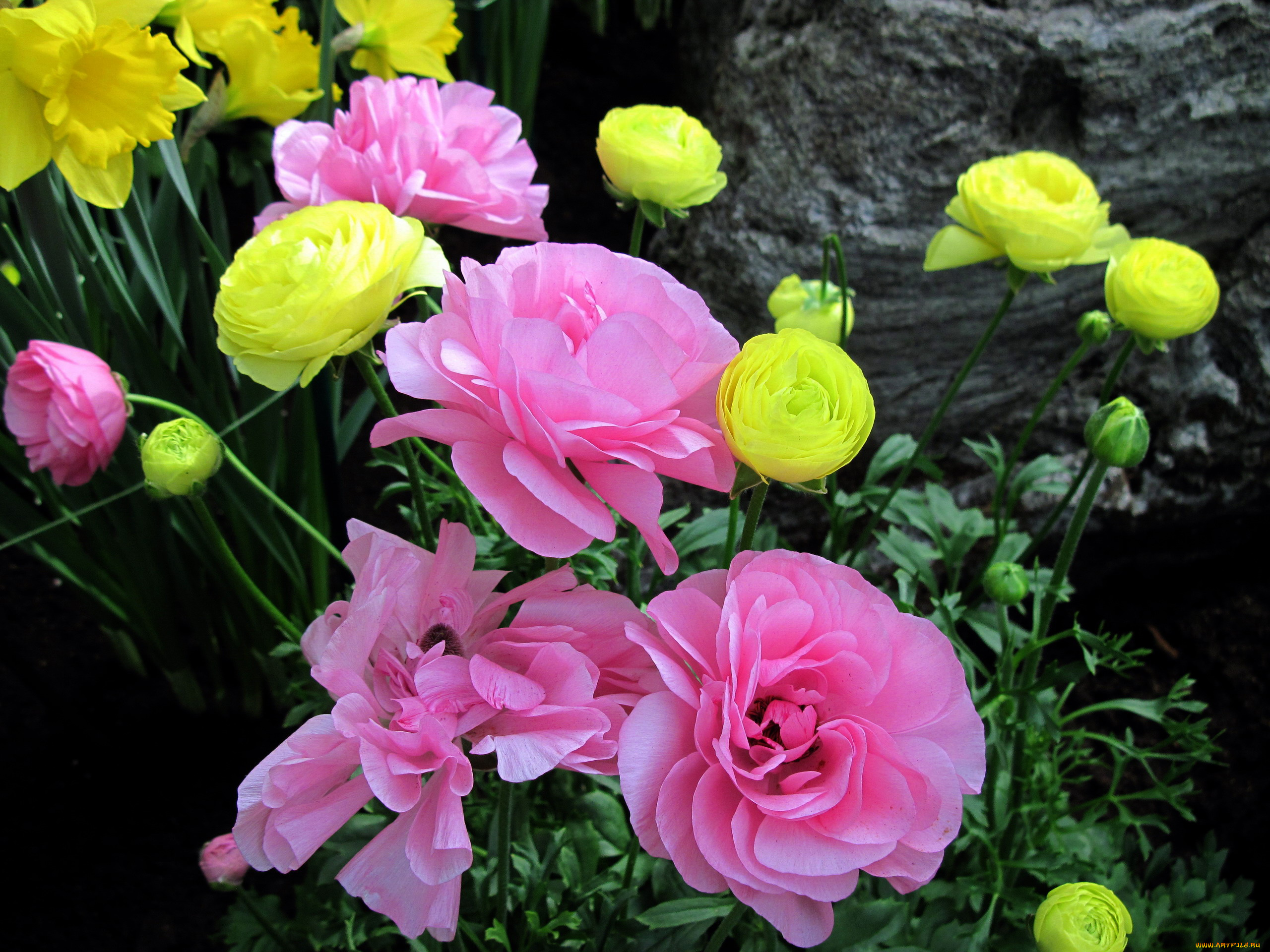 цветы, ранункулюс, , азиатский, лютик, розовый