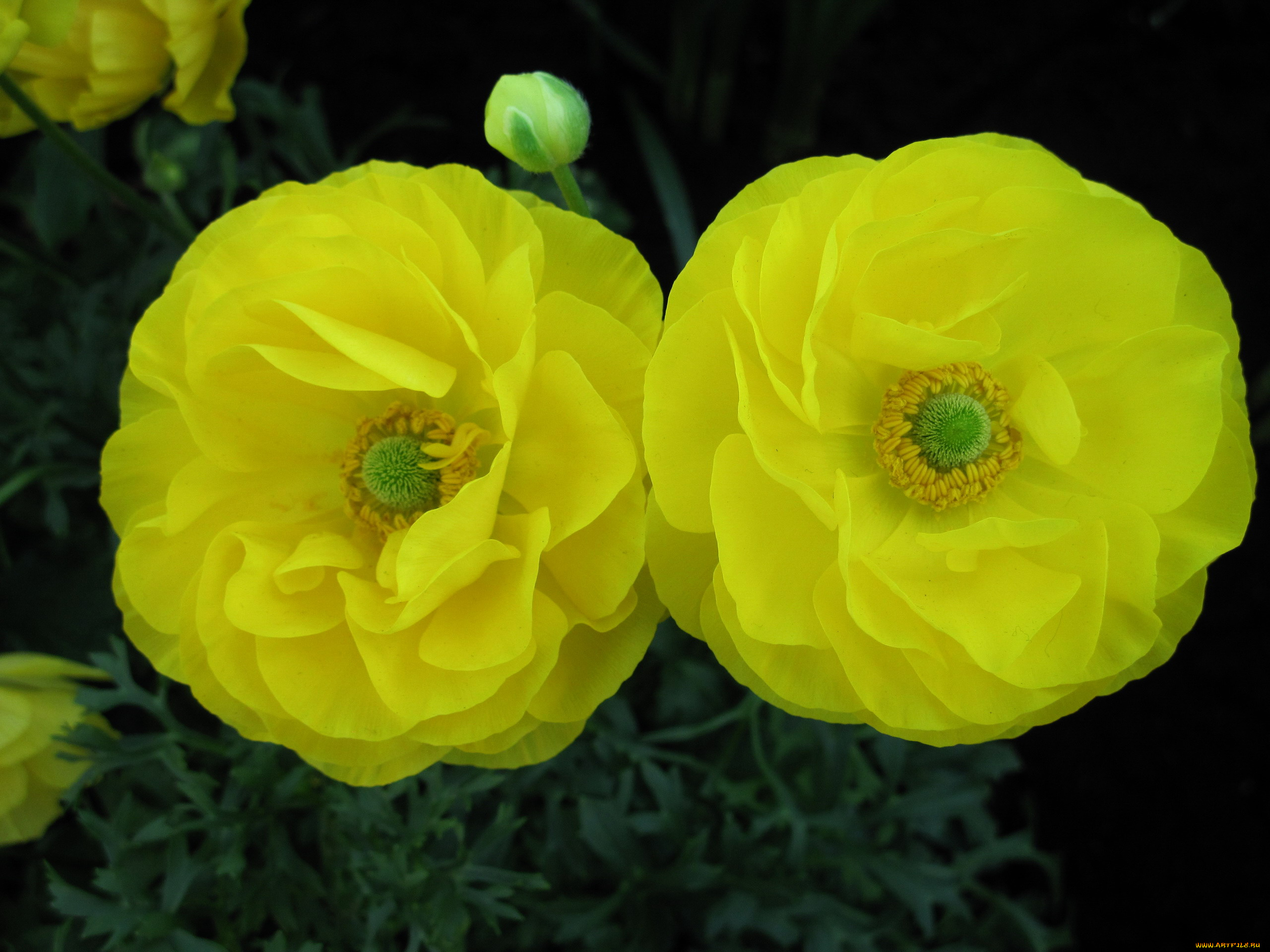 цветы, ранункулюс, , азиатский, лютик, желтый