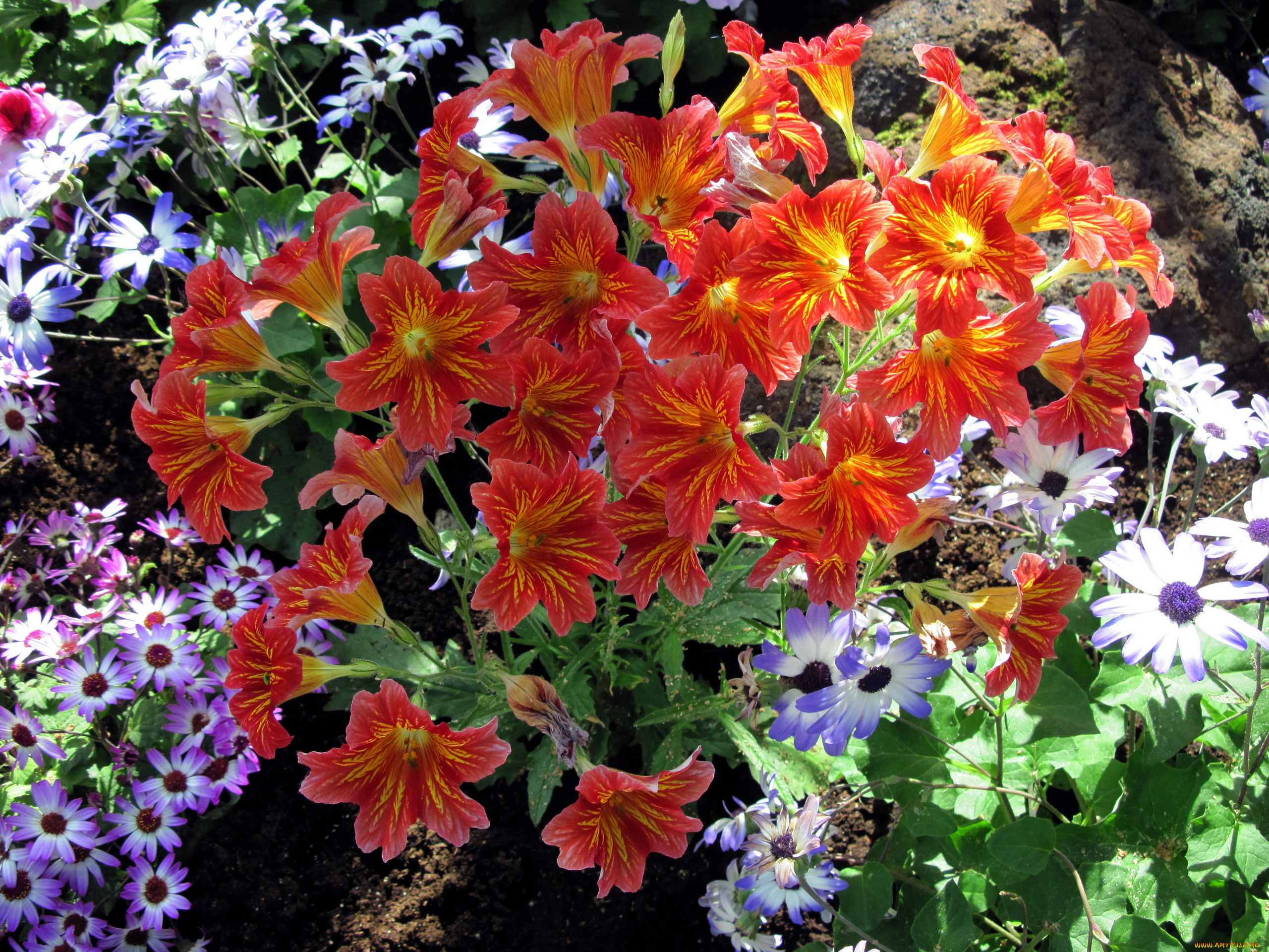 цветы, разные, вместе, сальпиглоссис