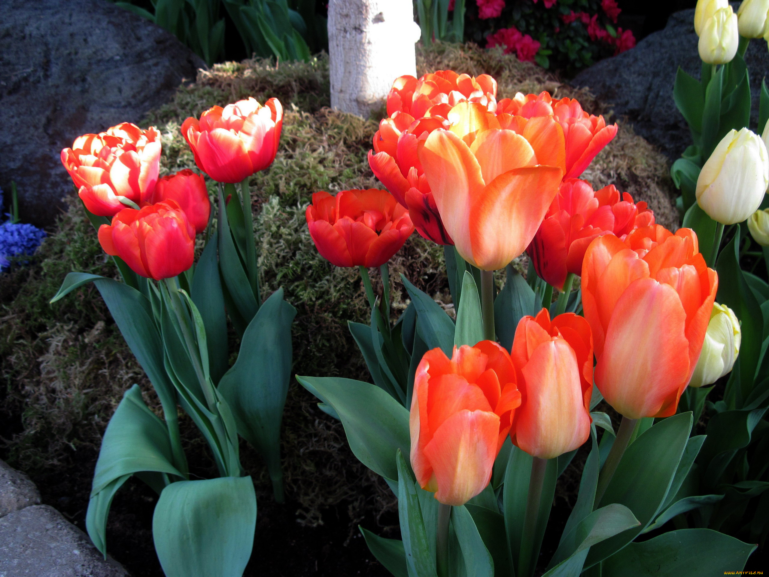 цветы, тюльпаны, бутоны