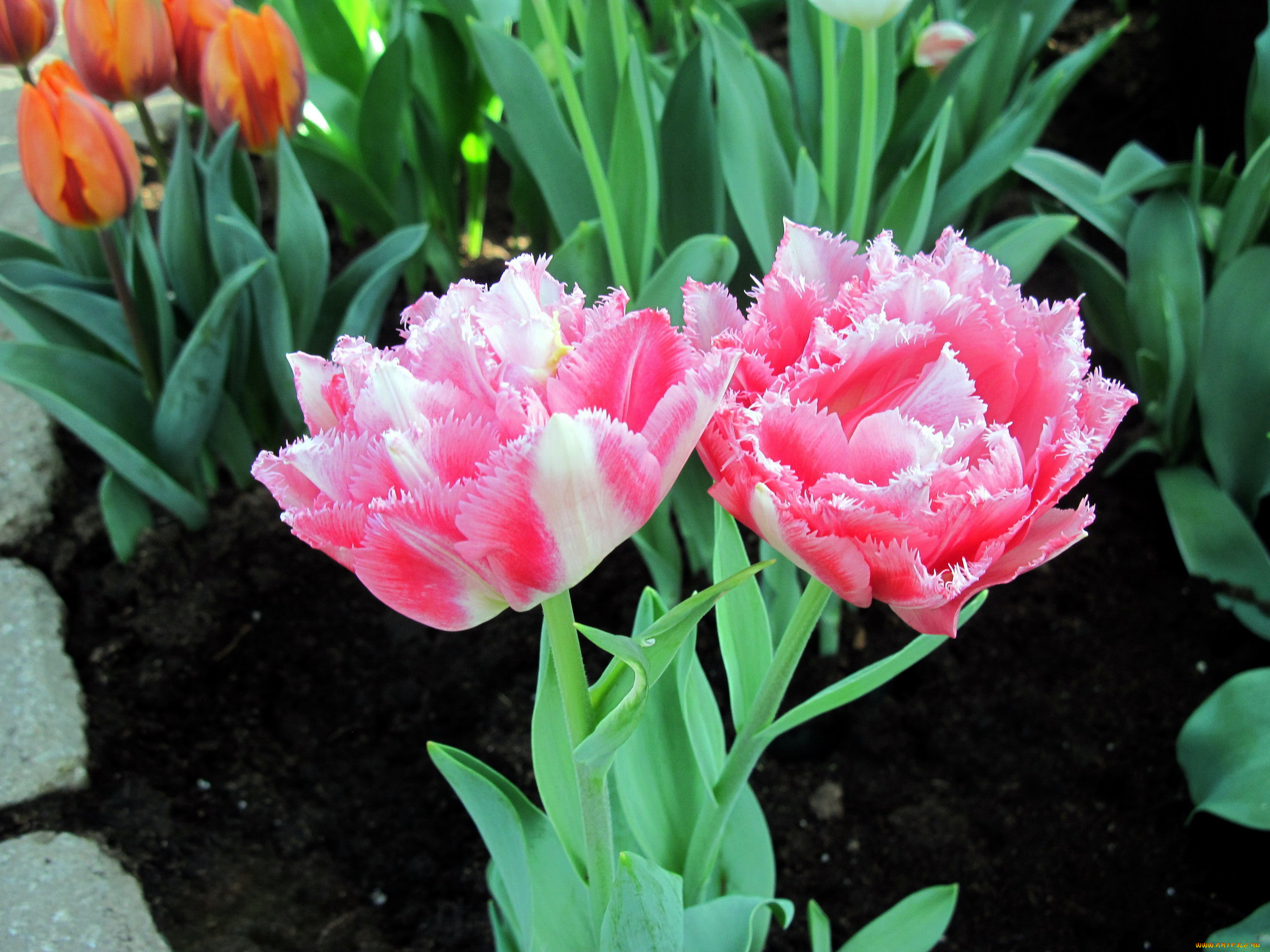 цветы, тюльпаны, дуэт