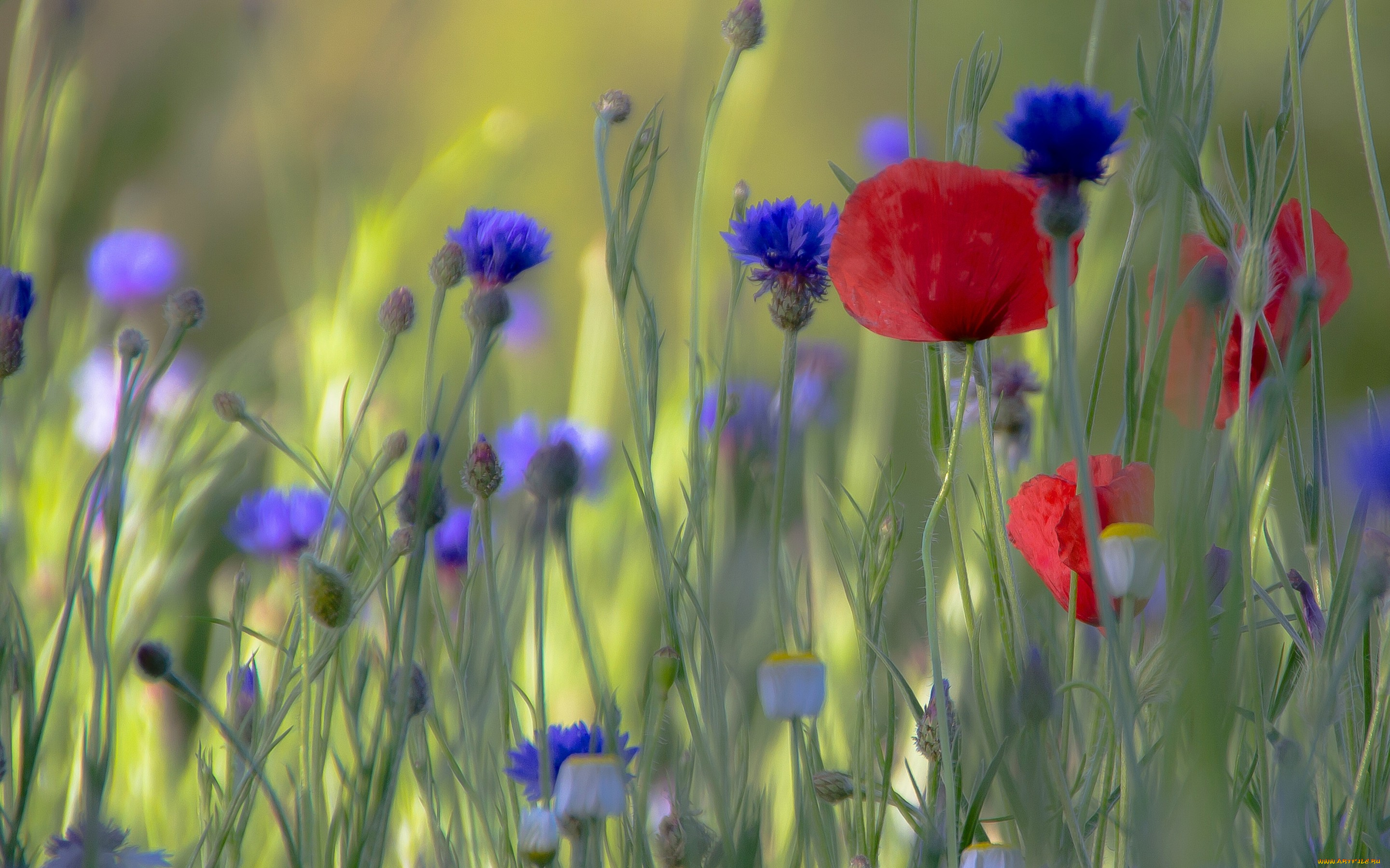 цветы, луговые, , полевые, , цветы, маки, васильки, боке