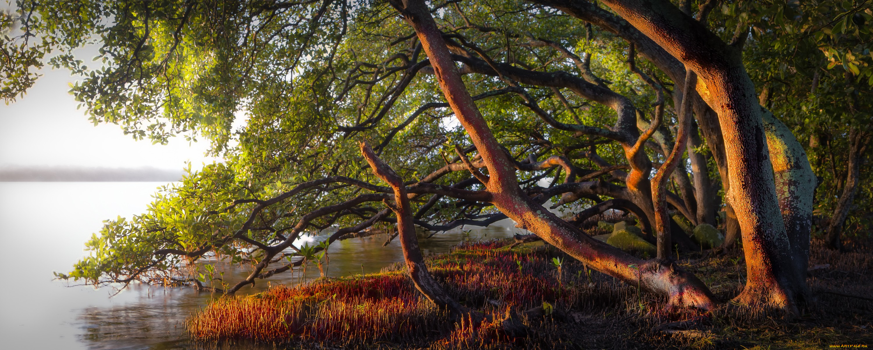 природа, реки, озера, река, лес