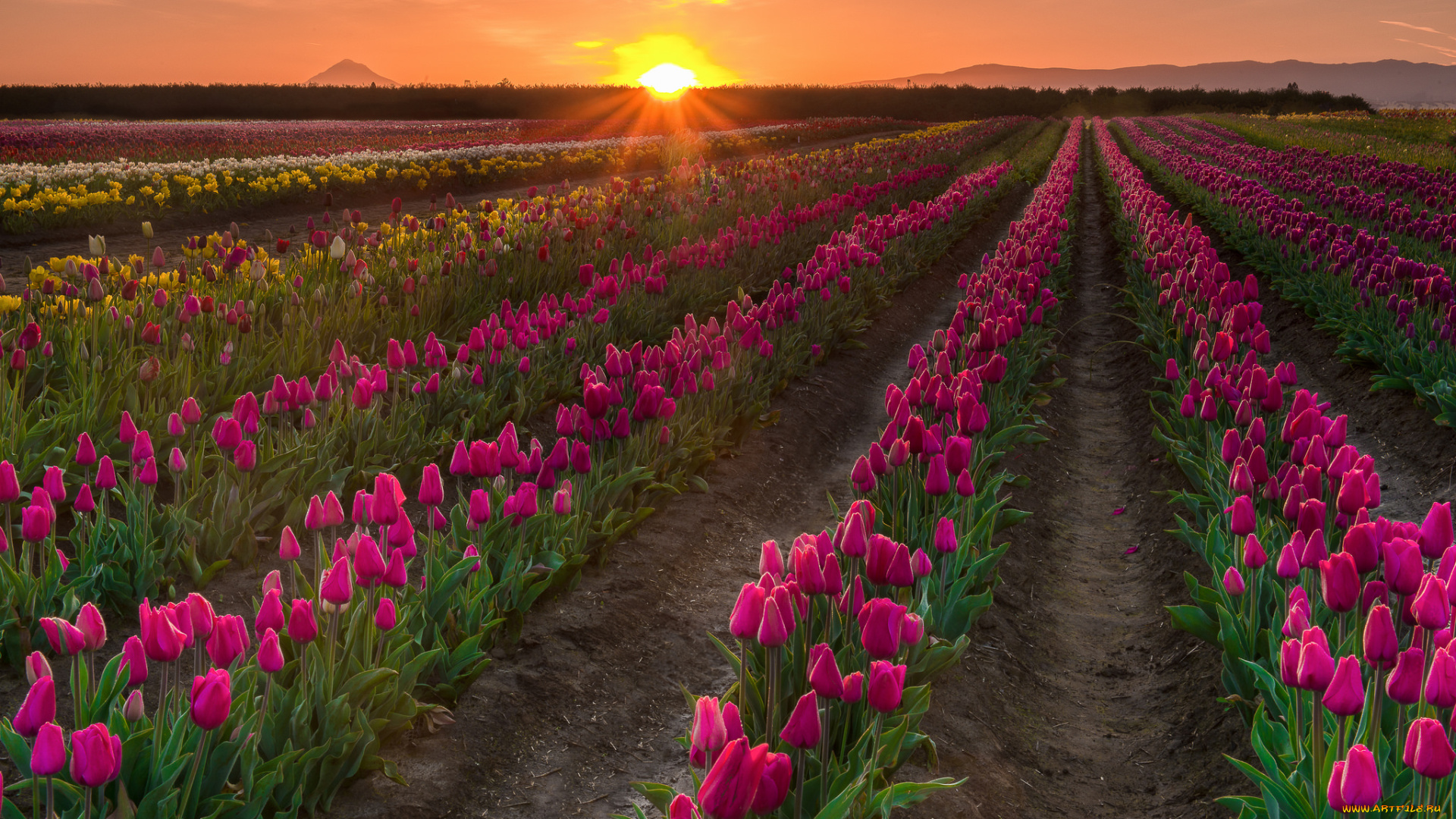 природа, поля, рассвет