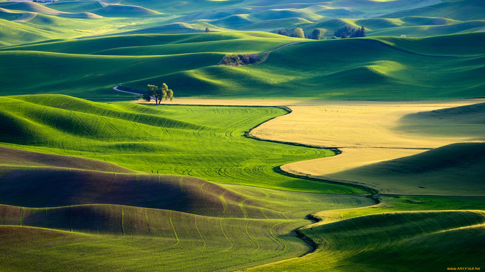 природа, поля, сша, ковры, зелень