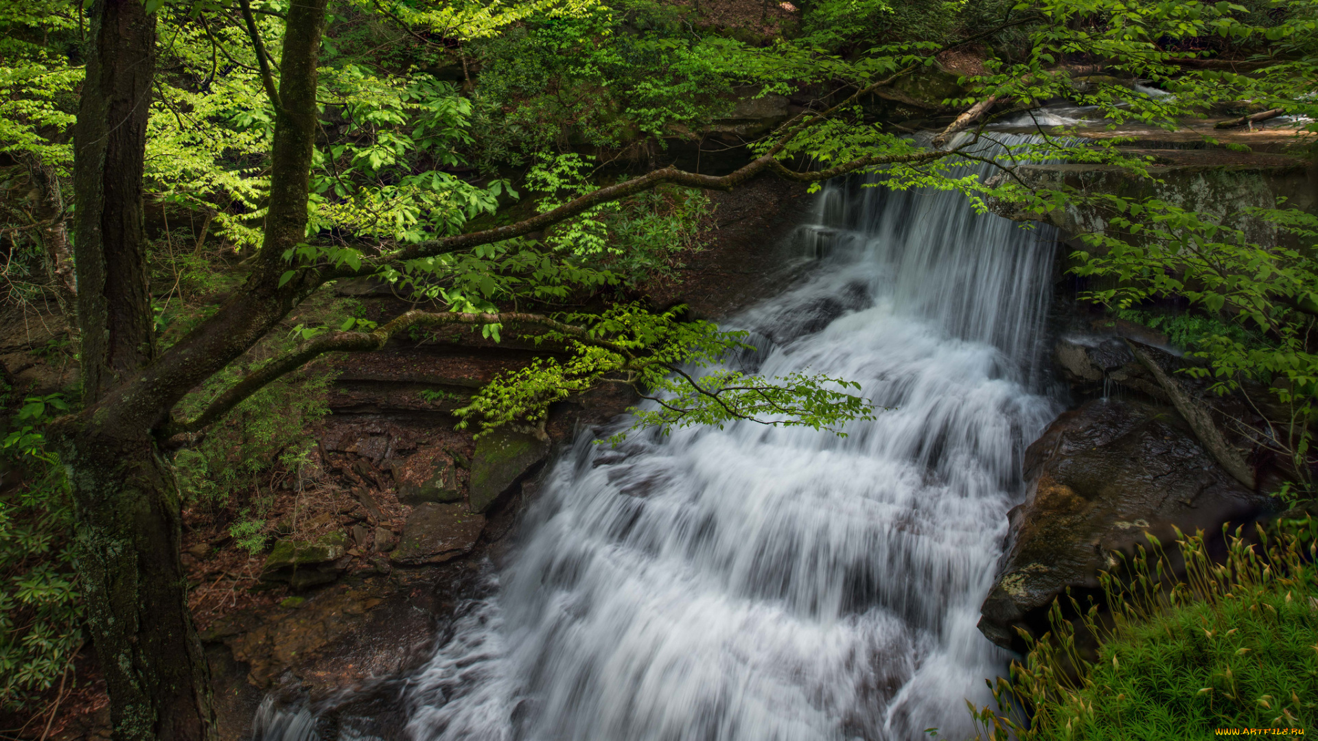 природа, водопады, лес, река, водопад