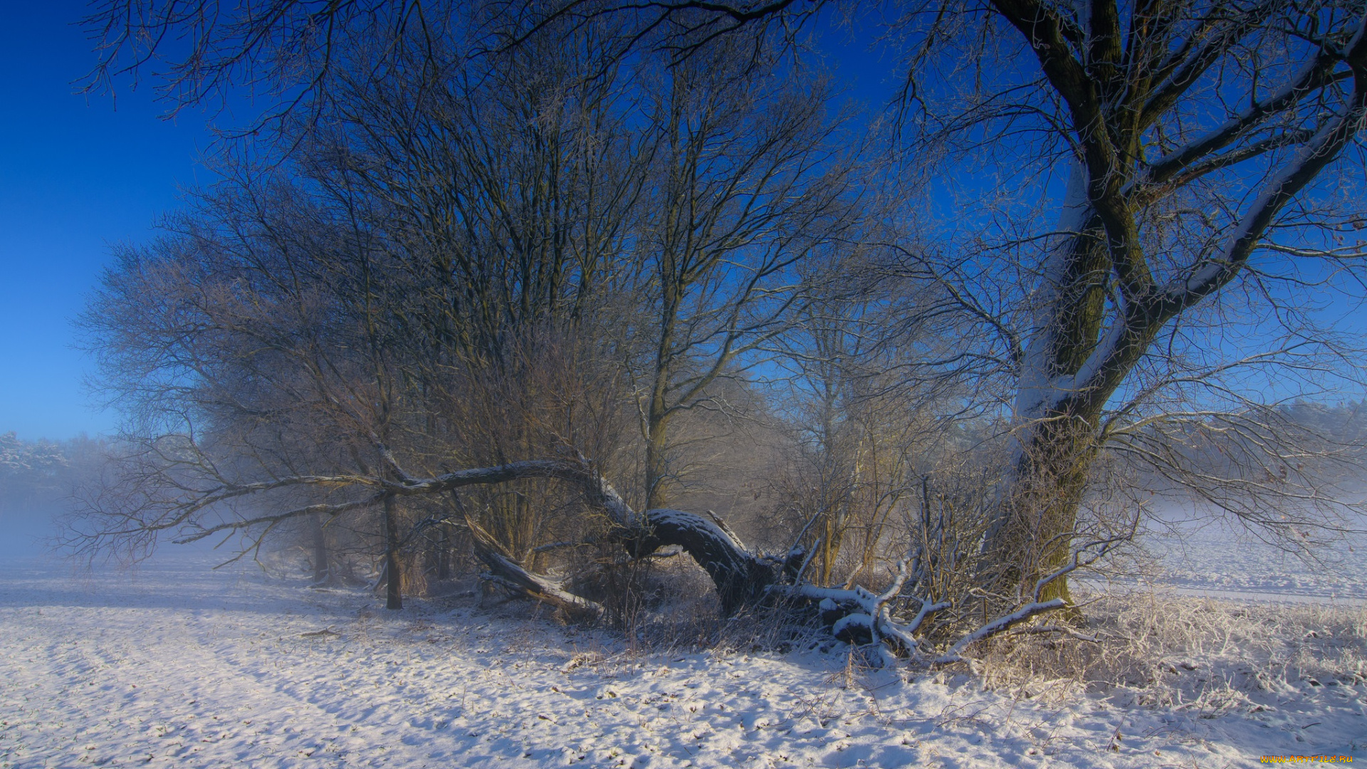 природа, зима, снег