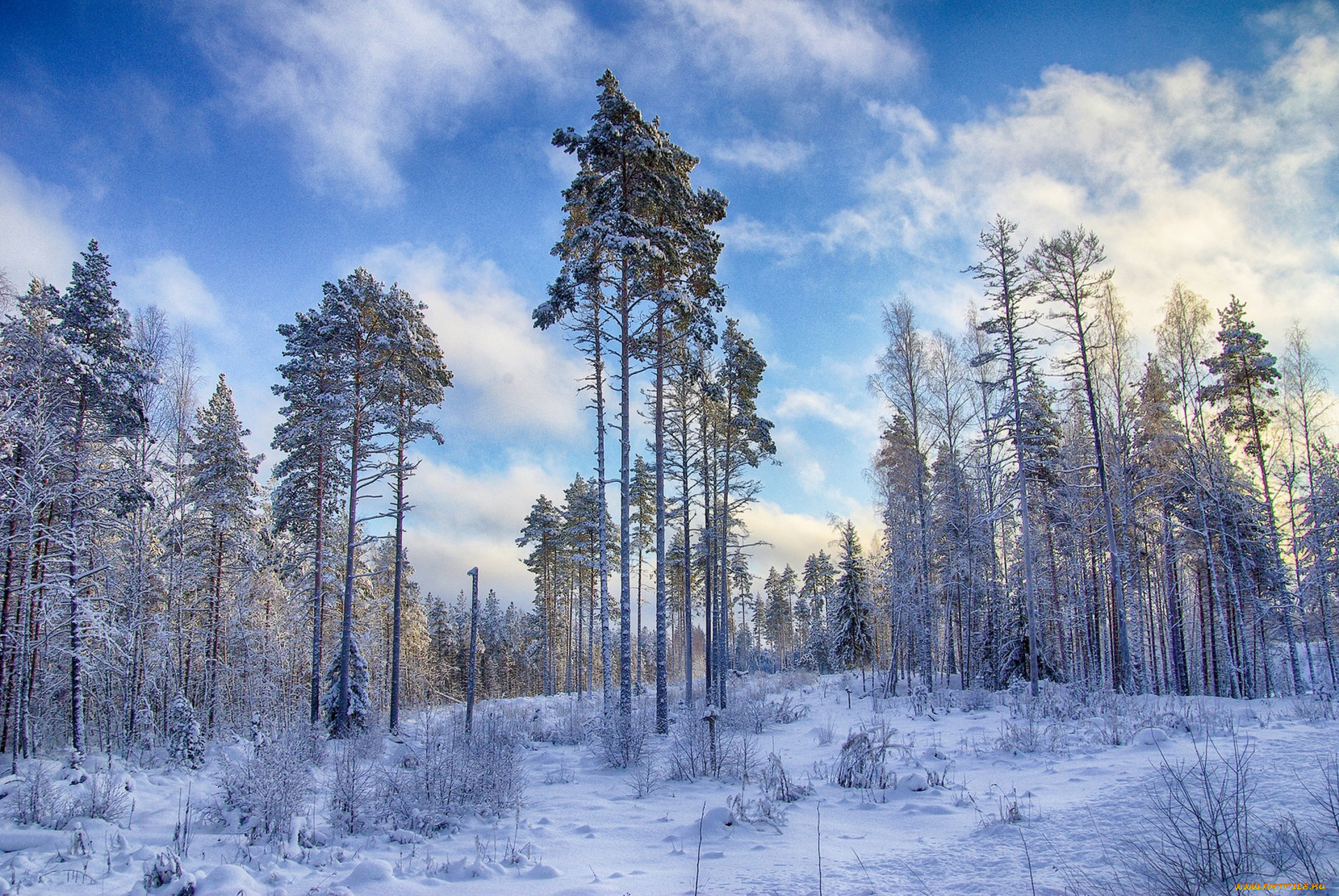 природа, зима, снег