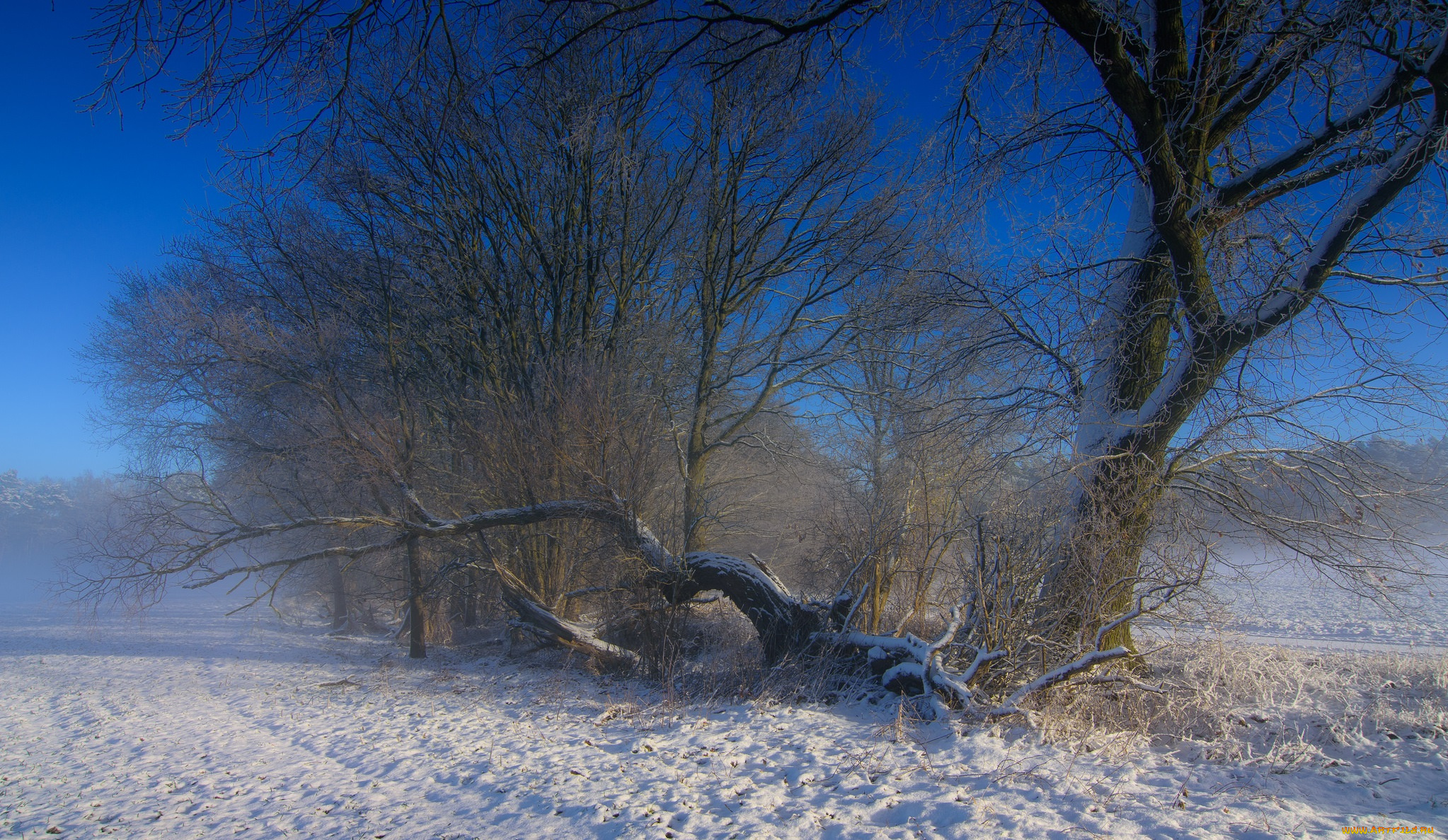 природа, зима, снег