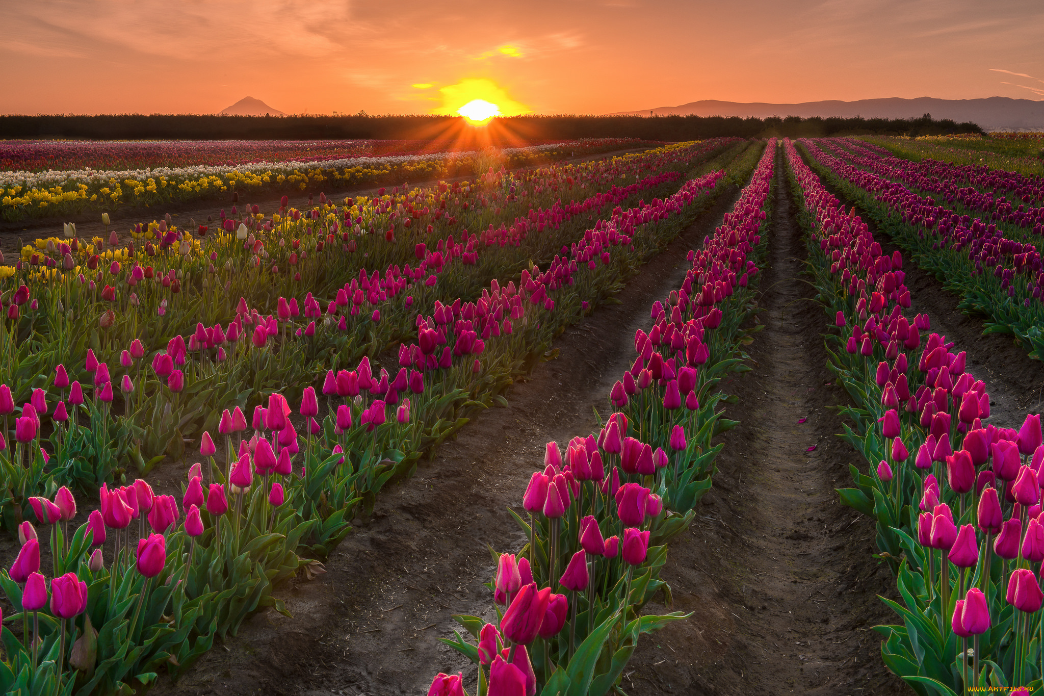 природа, поля, рассвет