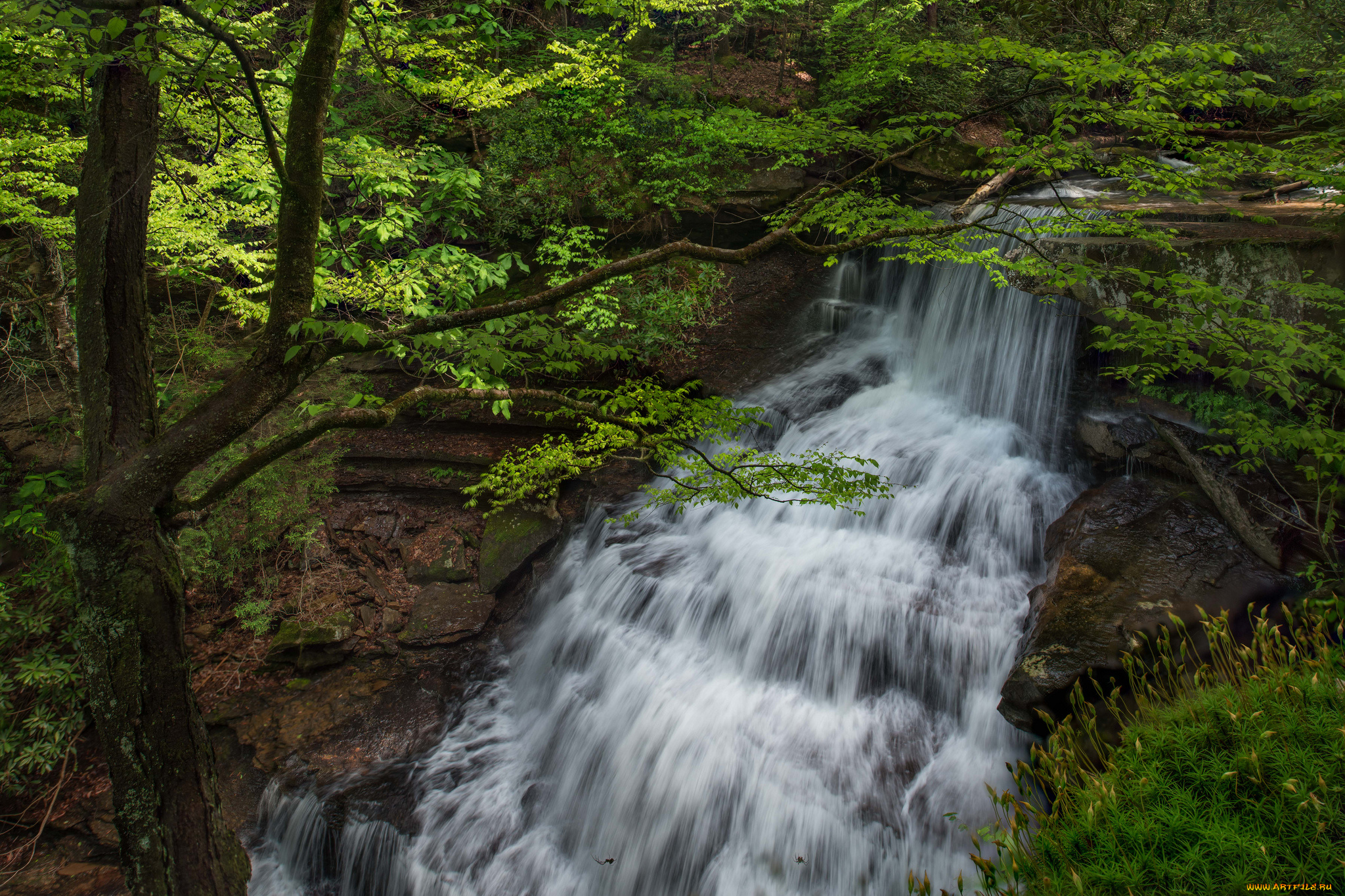 природа, водопады, лес, река, водопад