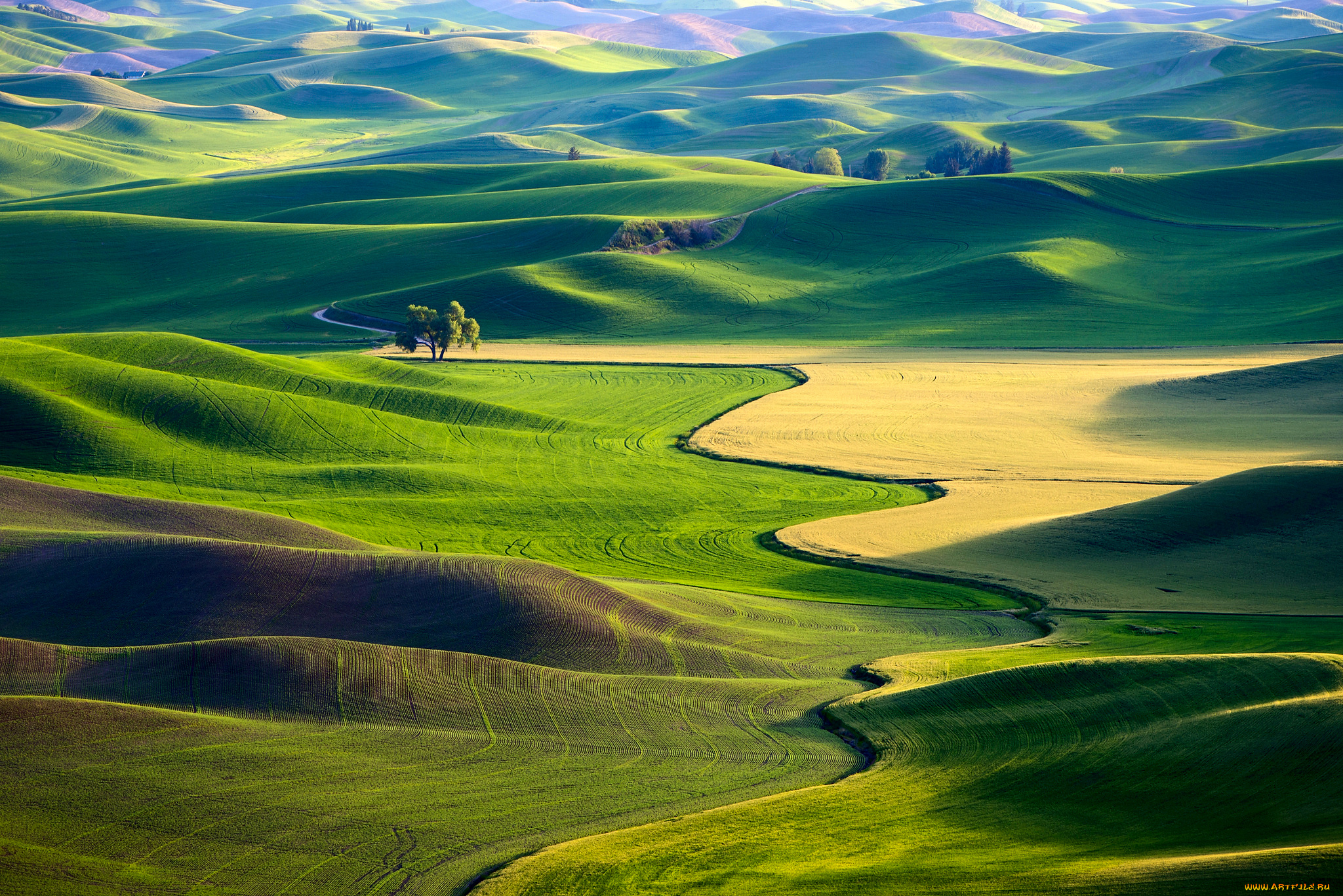 природа, поля, сша, ковры, зелень