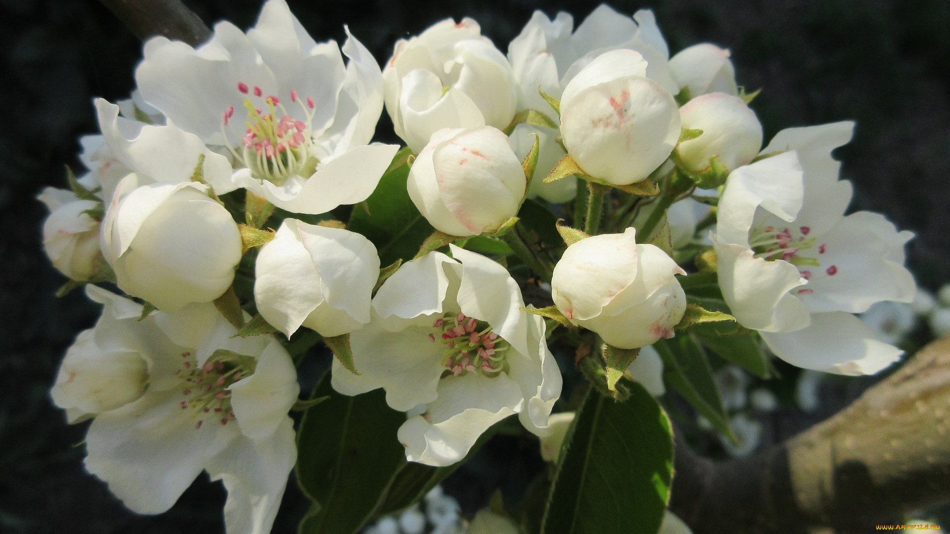 цветы, цветущие, деревья, , , кустарники, весна, 2018