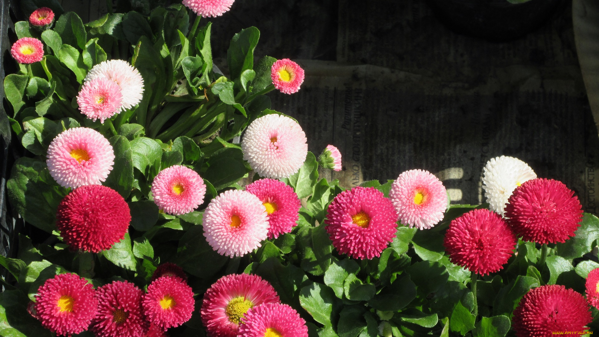 цветы, маргаритки, весна, 2018